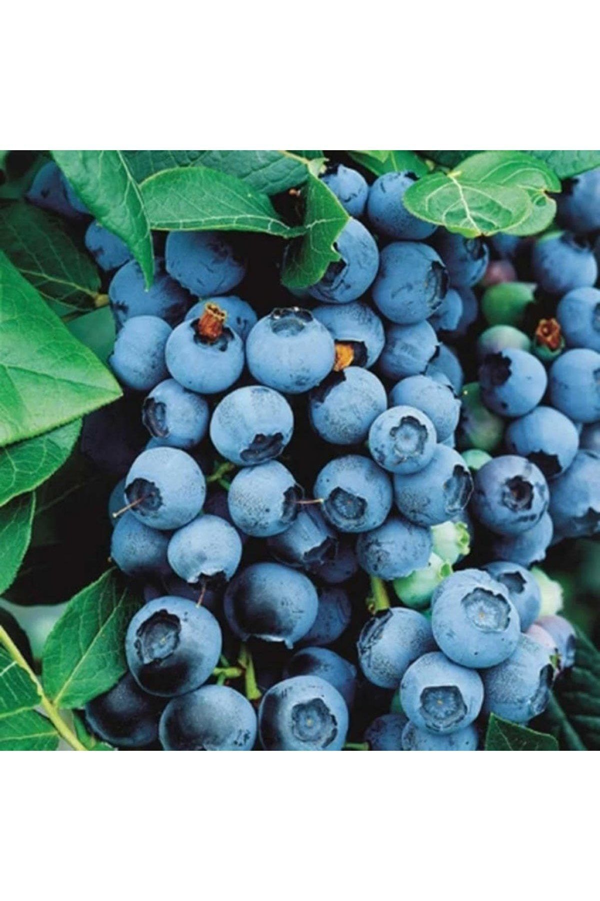 Ucuzluk Diyarı Yaban Mersini ( Lipaka Bonus Blueberry ) Fidanı Tüplüdür