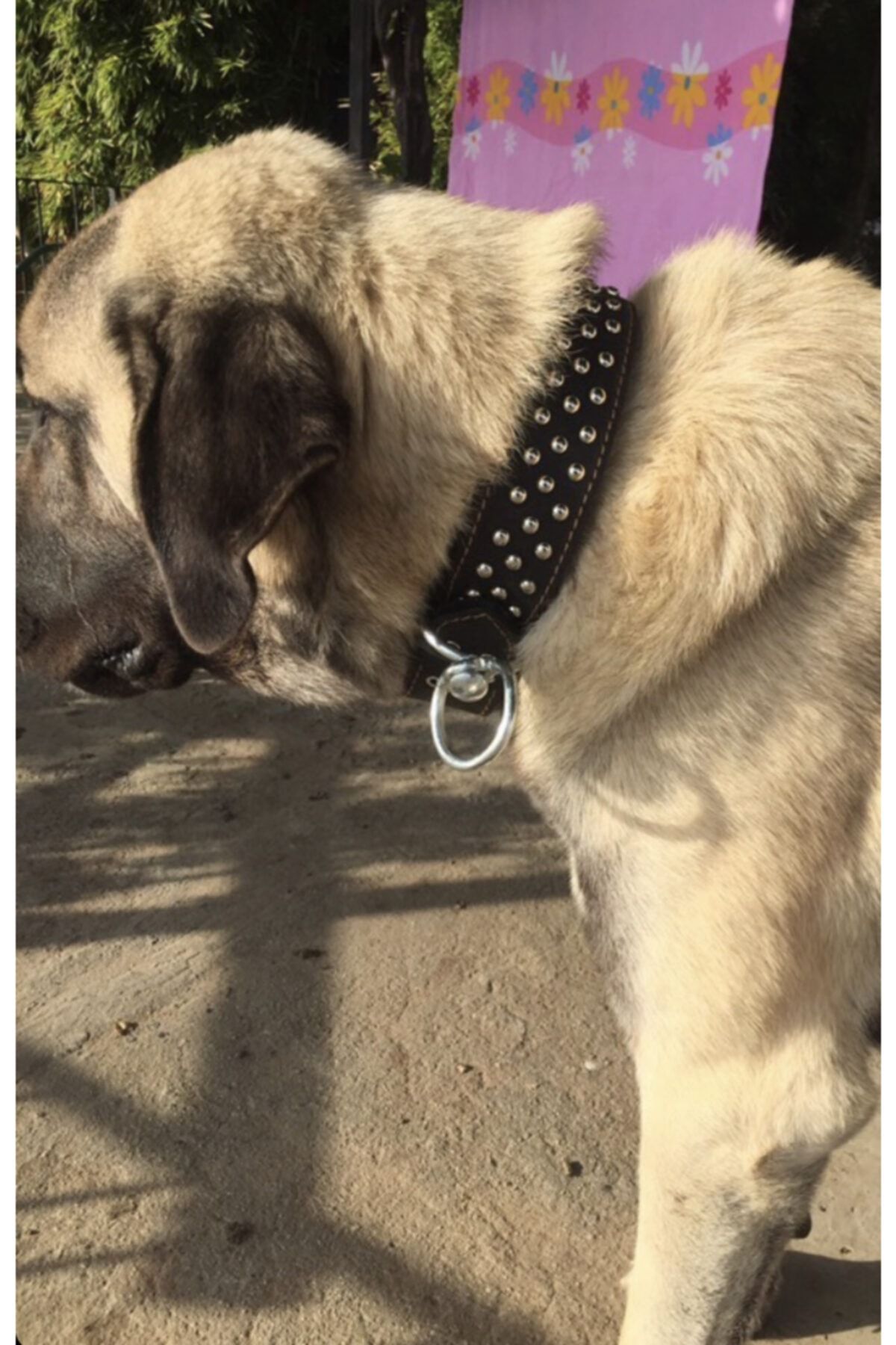 Sürmeli Tasma Deri Köpek Tasması 78 Cm %100 Hakiki Manda Derisi