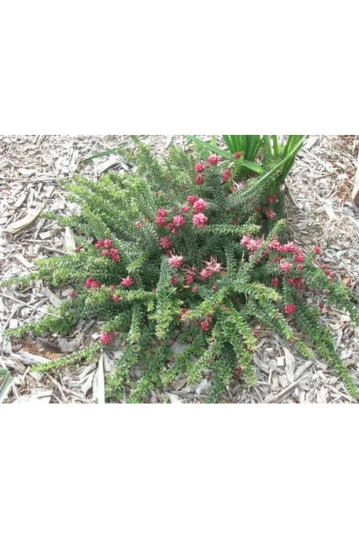 ruzgarbotanik Yayılıcı Gravilla Çiçeği Fidanı Saksılı 20 Cm 40 Cm