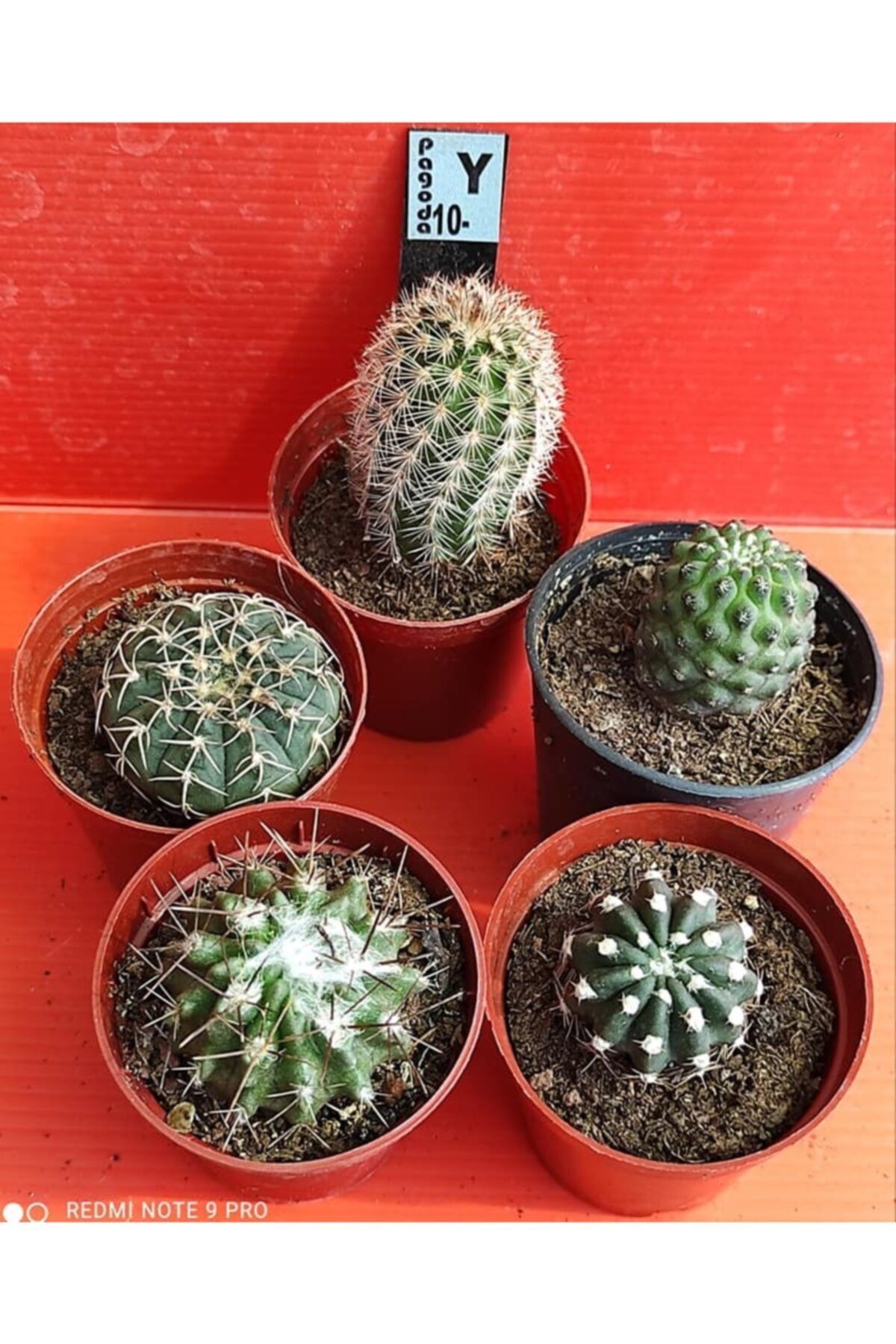 Pagoda Kaktüs Set 5'li