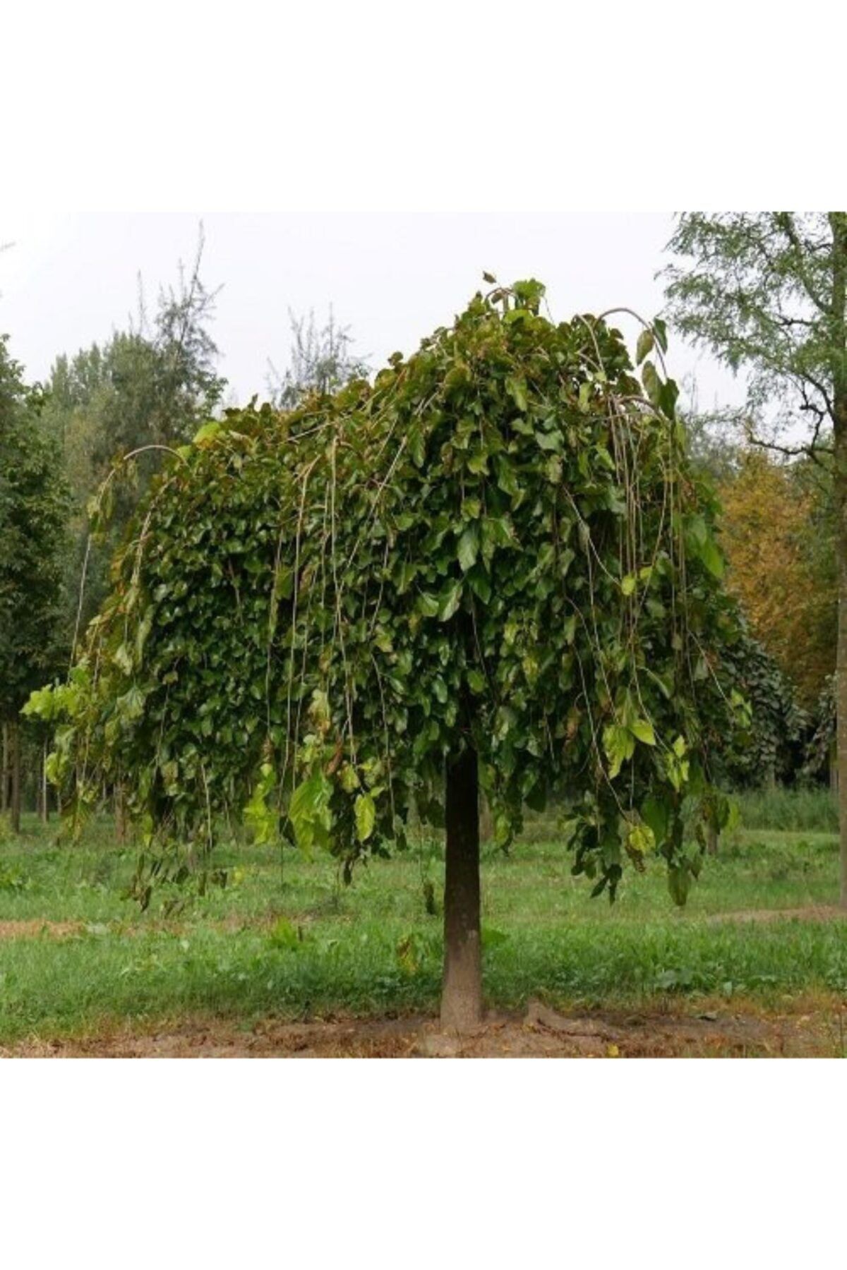 AnamurNaturel 5 Yaşlı Meyve Verme Durumunda Ters Dut Fidanı 200 300 cm