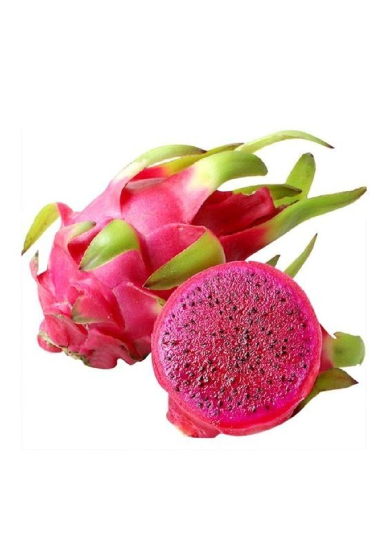 EVİM BAHÇEM Pitaya Fidanı Ejder Fidanı Saksılı 7lt 80 cm