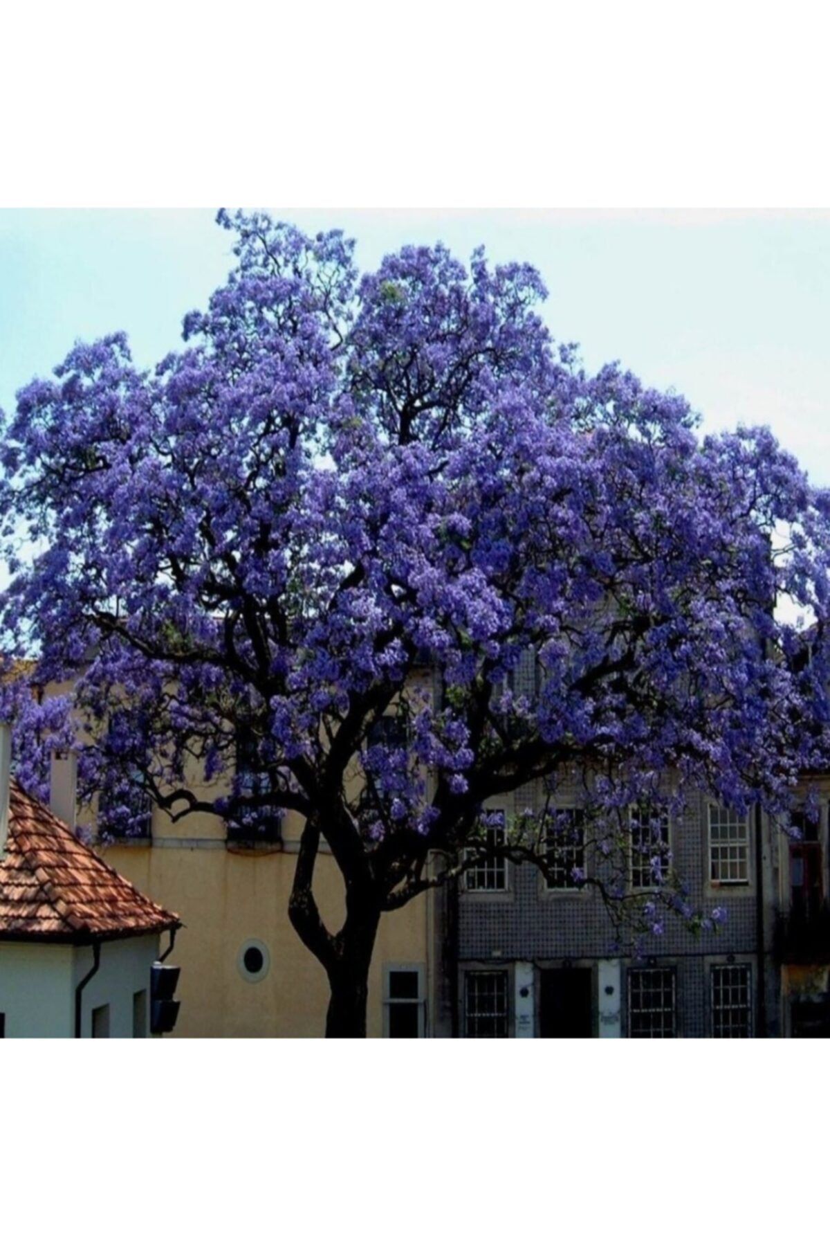 AnamurNaturel Tüplü Mor Çiçekli Paulownia Ağacı Fidanı 10-30 Cm (10 Adet)