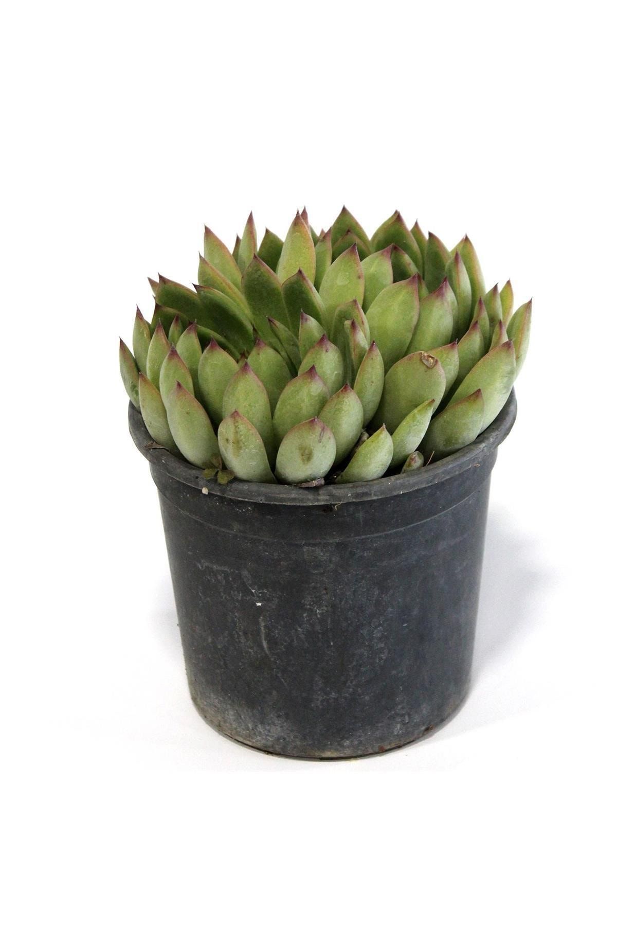 ÇiçekAntalya Echeveria Pulidonis Sukulent Kaktüs Teraryum Çiçek Antalya