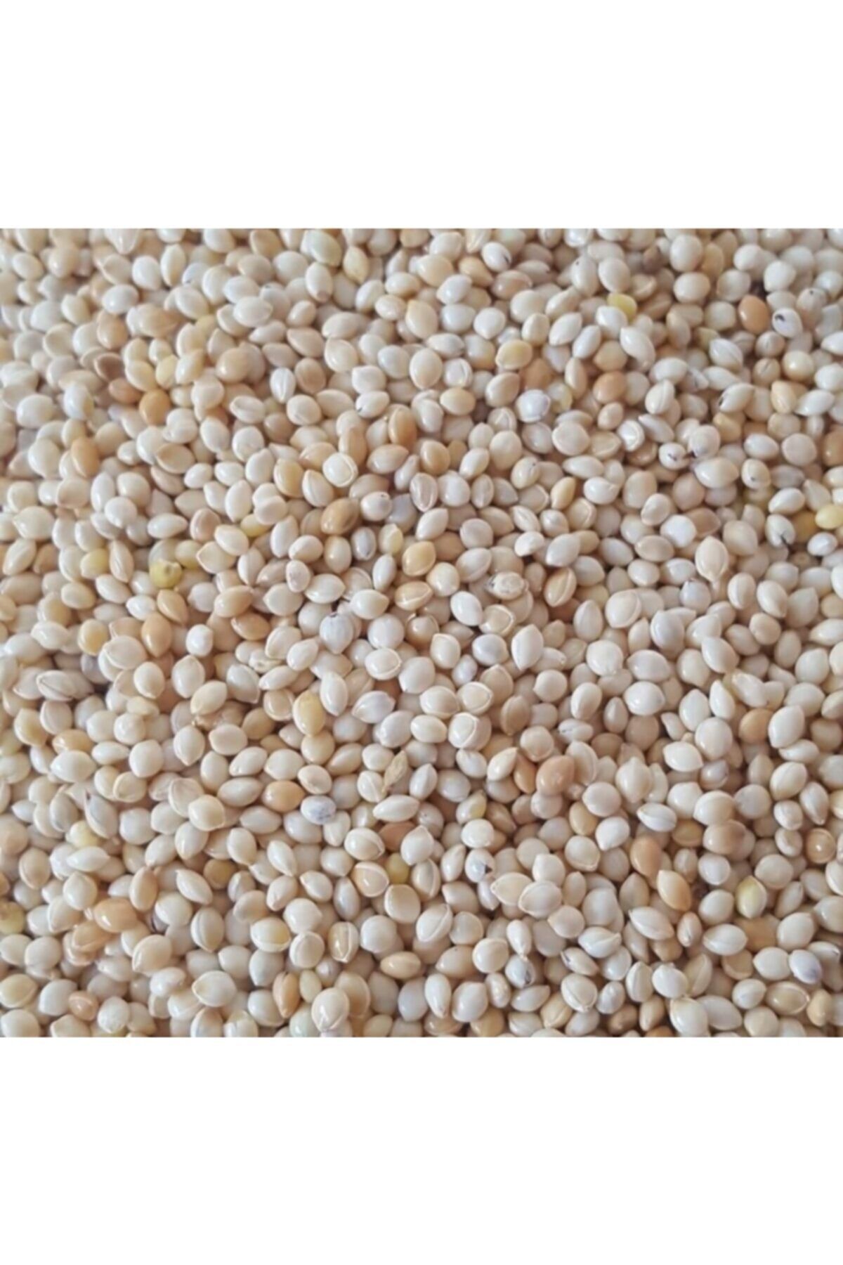 MercanPetStore Ak Darı Sade Kuş Yemi 3 Kg Muhabbet Kuşu Hint Bülbülü Papağan Yemi