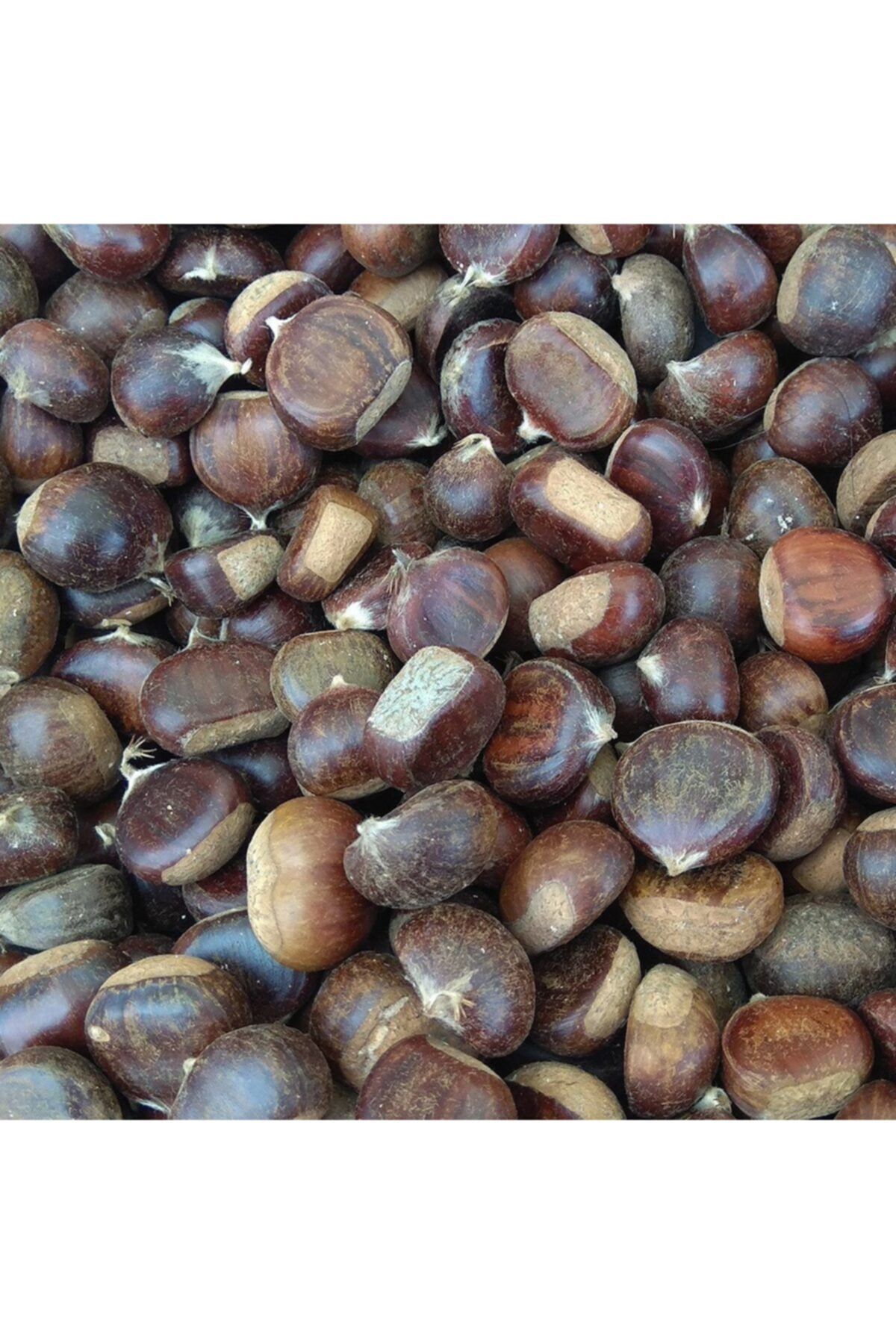 AnamurNaturel Tüplü Aşılı Leziz Verimli Hacı Ömer Kestane Fidanı