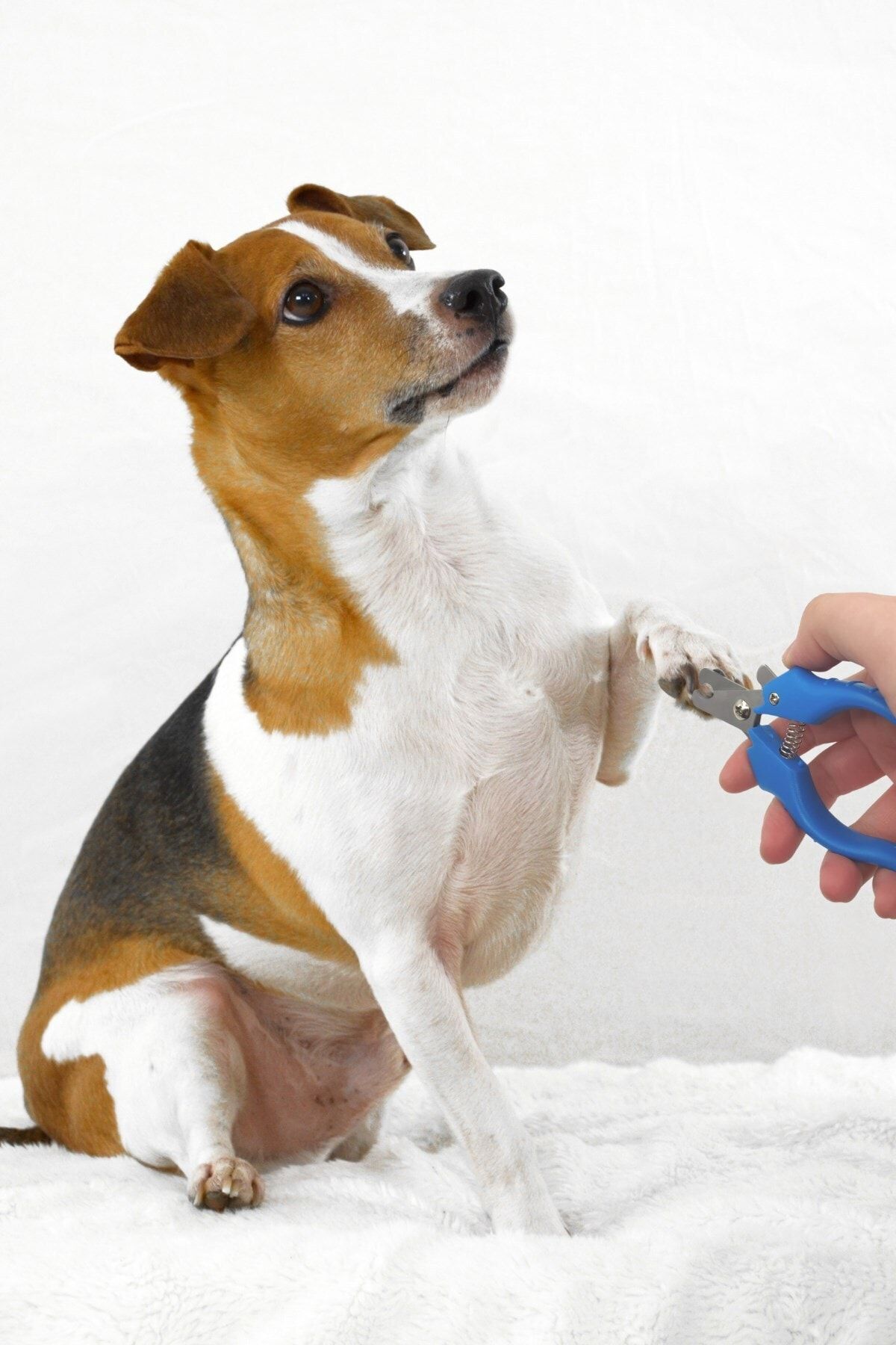 Buffer 2 Adet Evcil Hayvan Kedi Ve Köpek Paslanmaz Çelik Yaylı Tırnak Makası Ve Düzeltme
