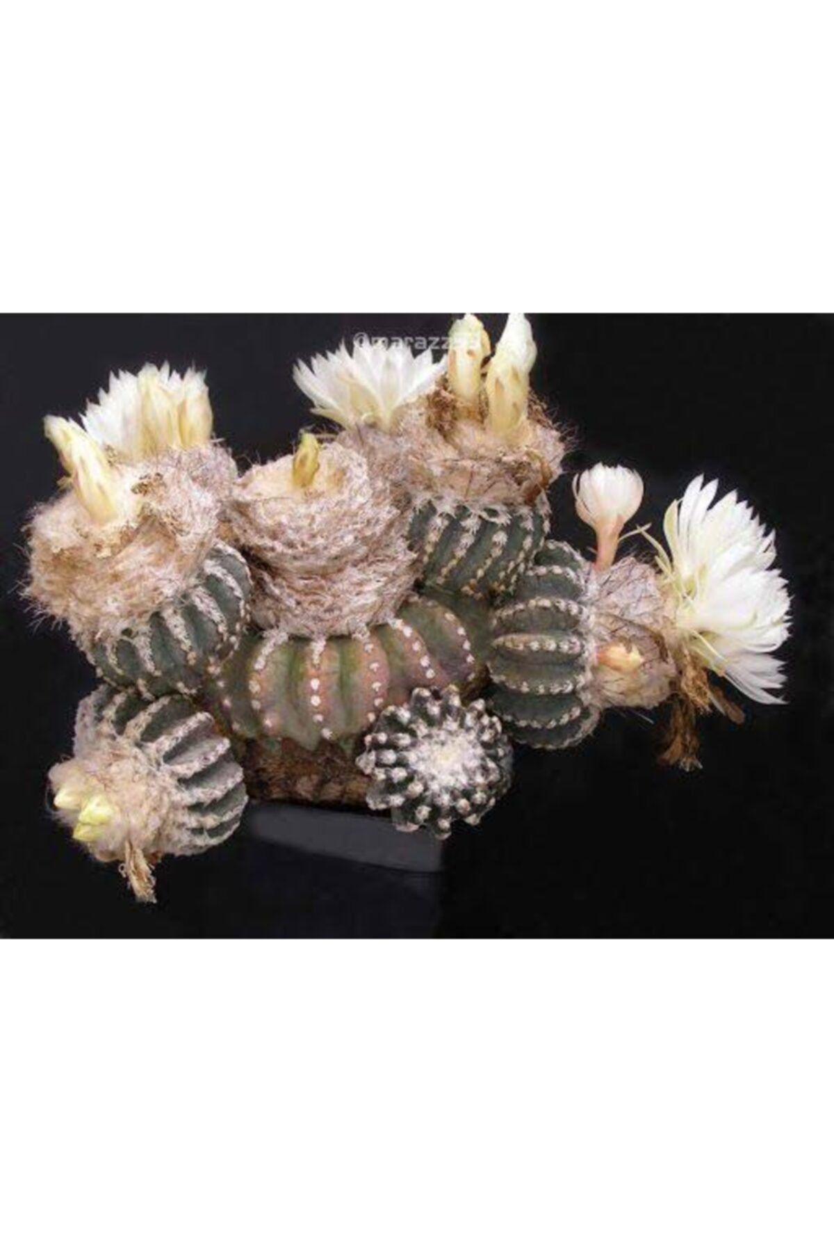 EMİN KAKTÜS Discocactus Horstii Tohumu 5 Adet + 8 Cm Saksı + Klasman Torf + Gübre