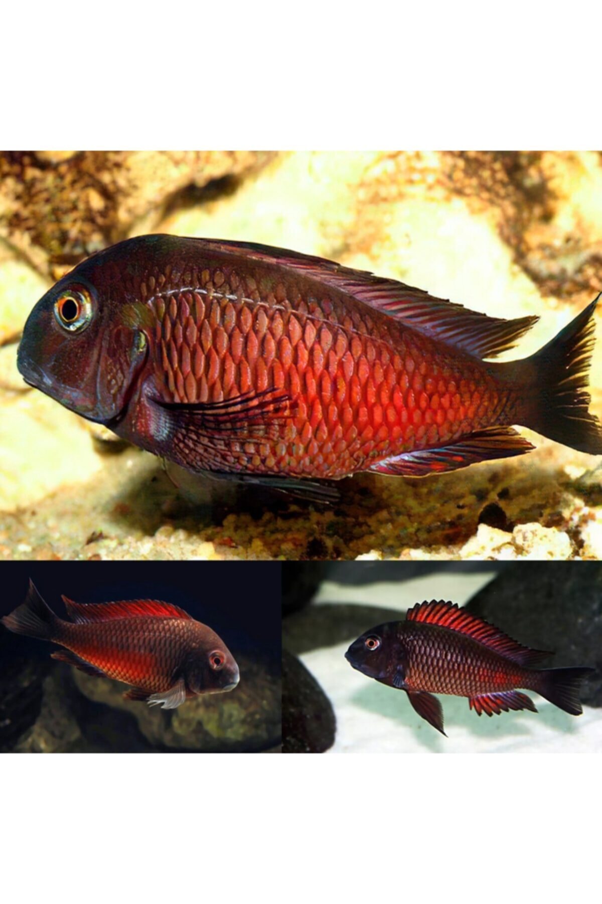 ozelbalikyemipaketleri Tropheus Red Moliro Özel Balık Yem Paketi 600gr (6x100gr)