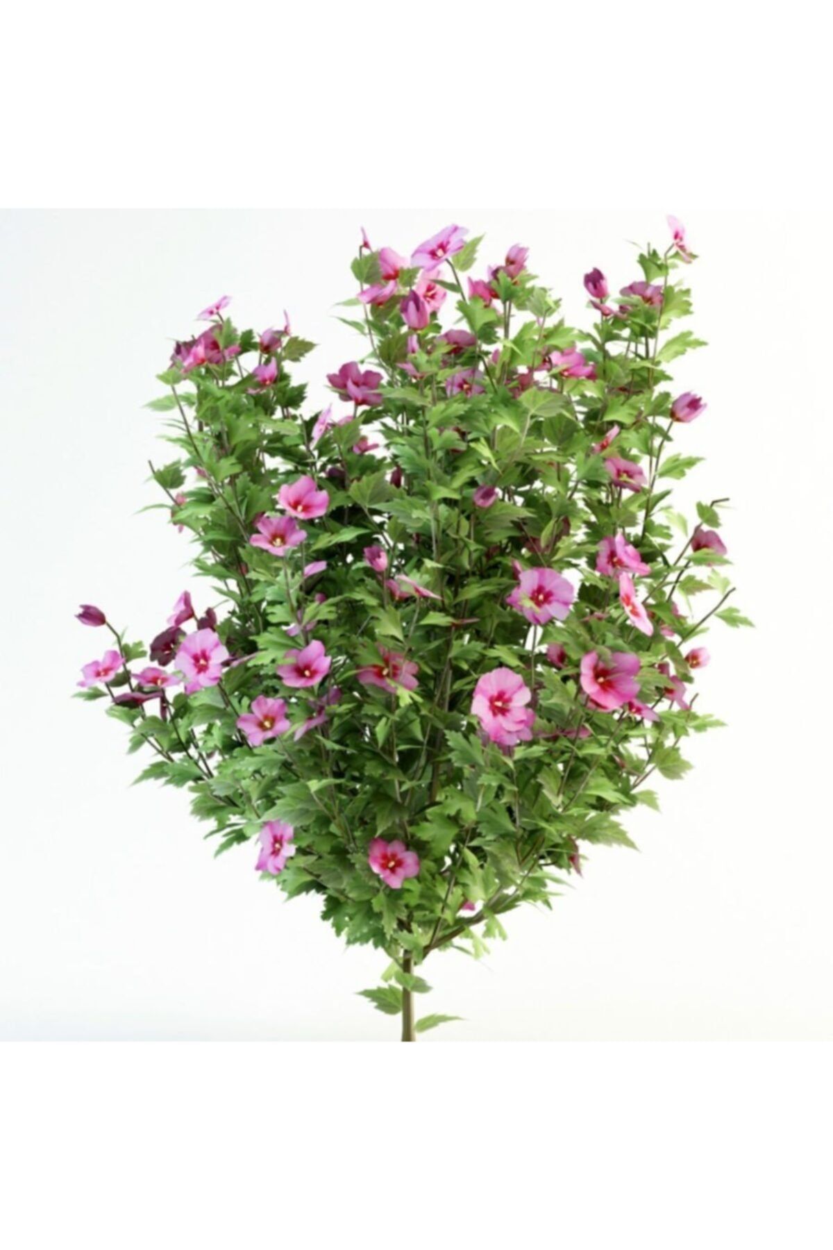 AnamurNaturel Tüplü Pembe Çiçekli Ağaç Hatmi Bitkisi Fidanı