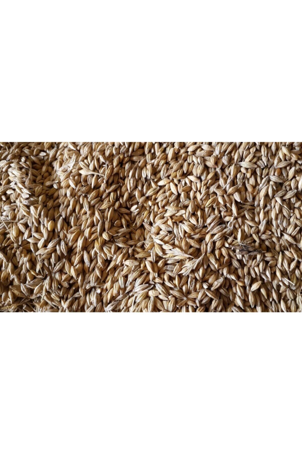 Nazilli Aşan Tarım Arpa 1 Kg Yemlik Arpa Kuş Yemi Tavuk Yemi Kanatlı Yemi Tavşan Yemi Doğal Yemlik Arpa