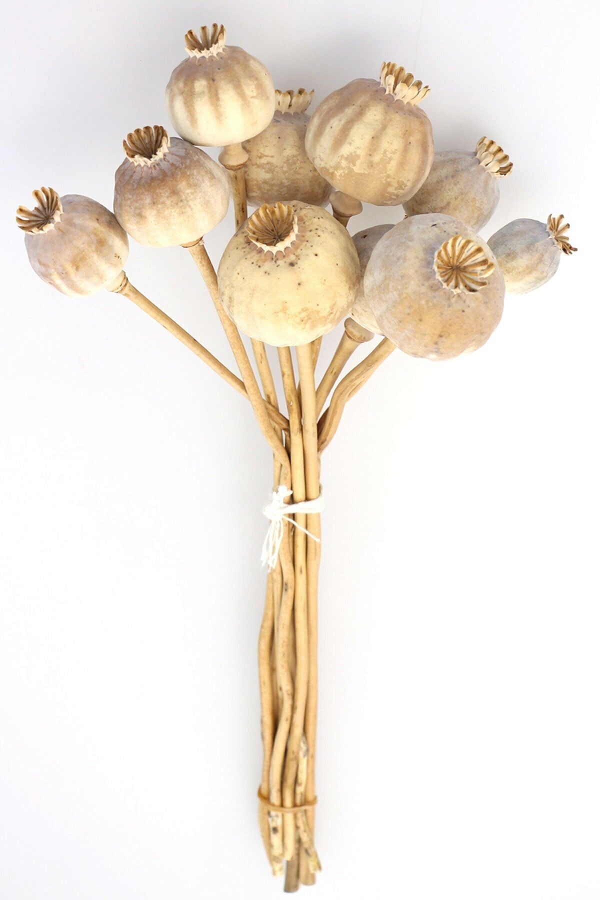 Hanımın Atölyesi Kuru Çiçek Ithal Papaver Otu Naturel 35cm