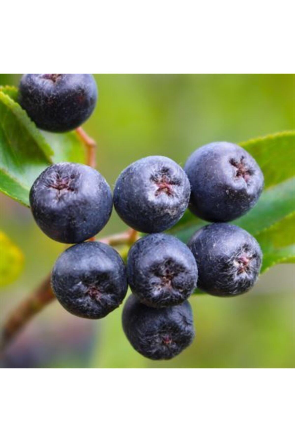 BURSATARIM Viking Aronia Aronya Fidanı