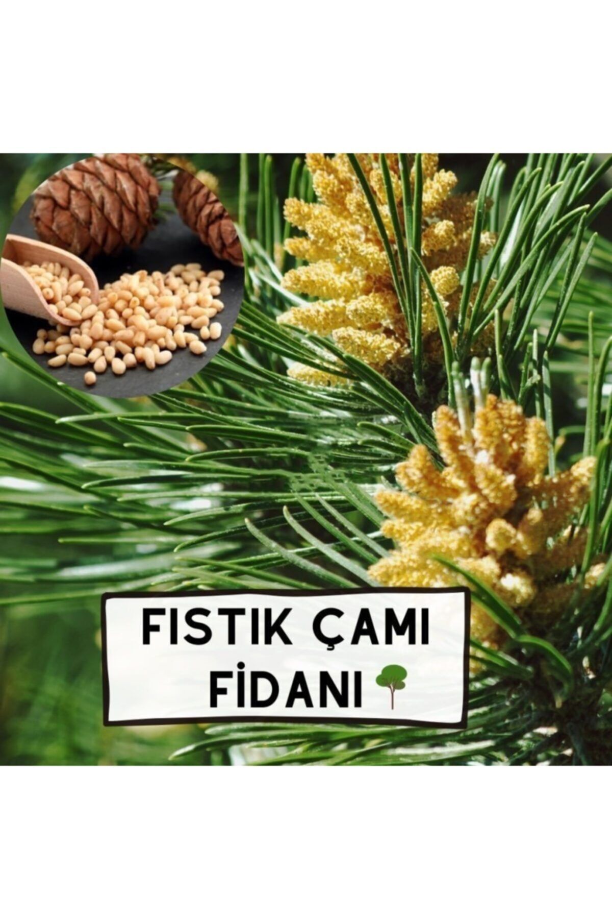 AnamurNaturel Tüplü Fıstık Çamı Ağacı Fidanı-3-4 Yaşlı (90-140 Cm)