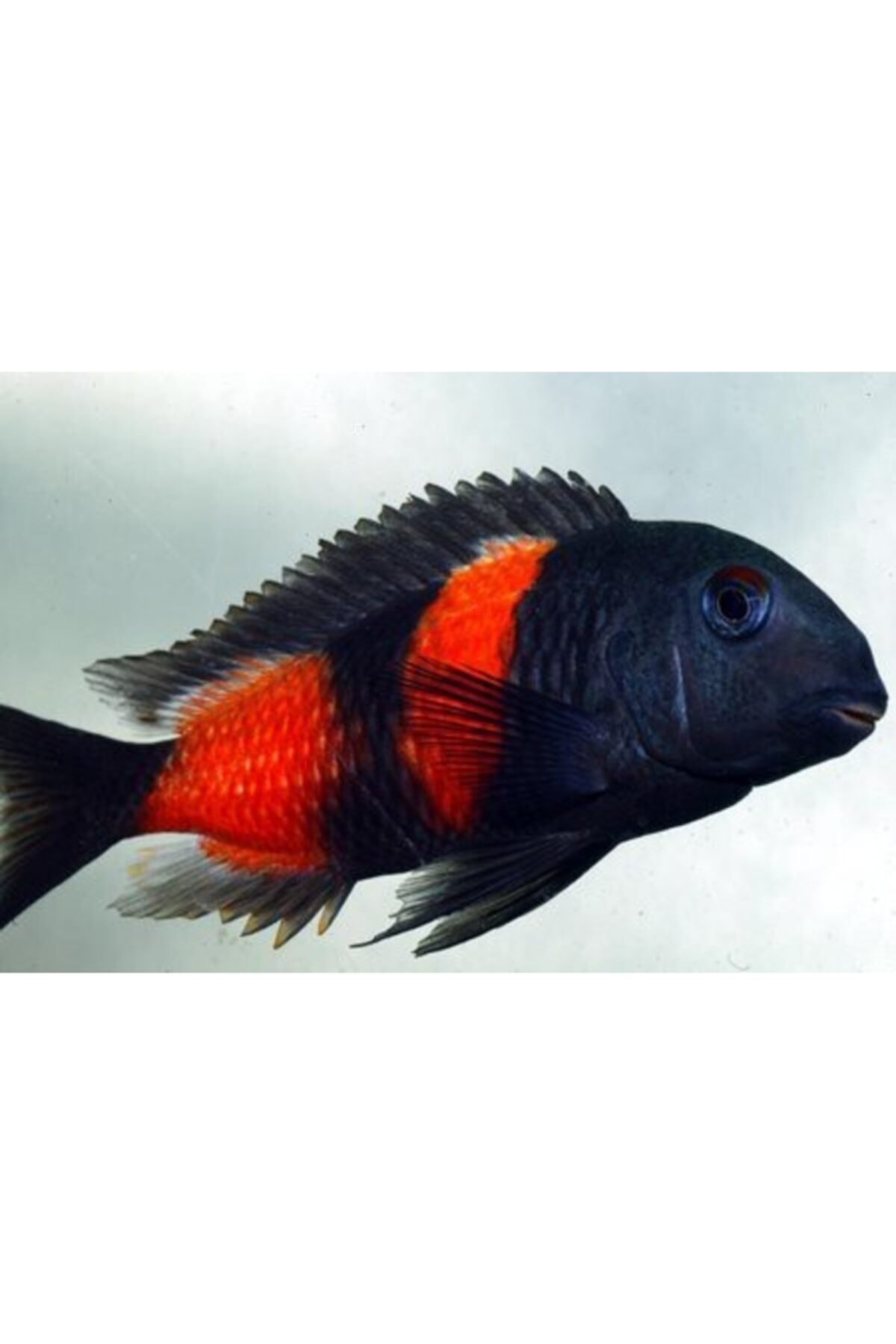 ozelbalikyemipaketleri Tropheus Blue Point Özel Balık Yem Paketi 300gr (6x50gr)
