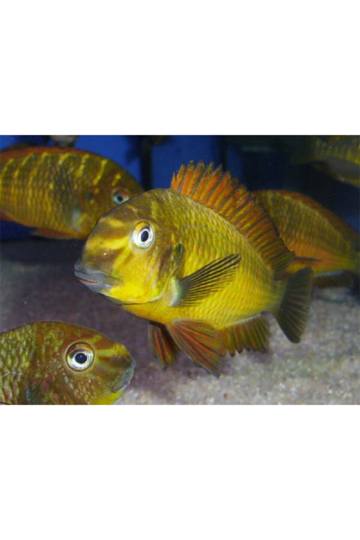 ozelbalikyemipaketleri Tropheus Golden Kazumba Özel Balık Yem Paketi 600gr (6x100gr)
