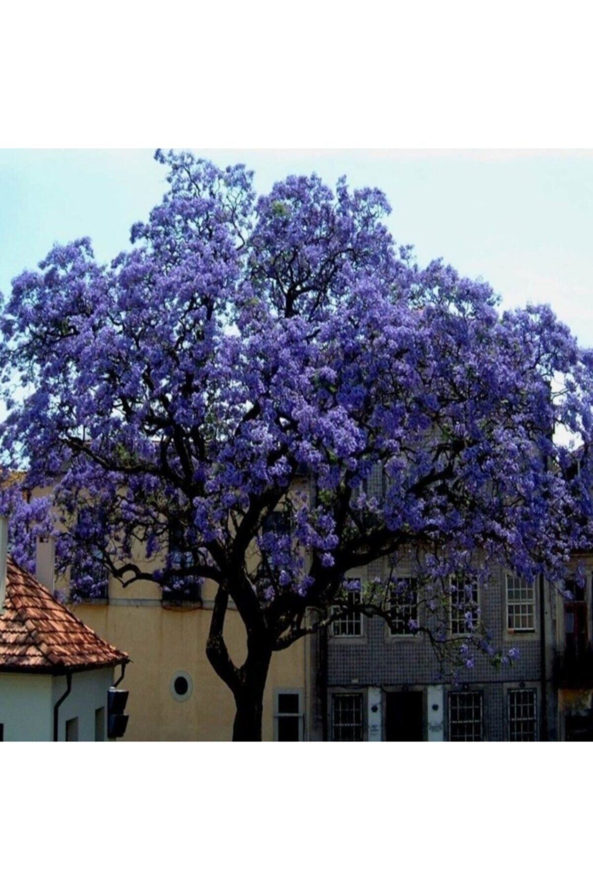 AnamurNaturel Tüplü Mor Çiçekli Paulownia Ağacı Fidanı (10-30 Cm) 100 Adet