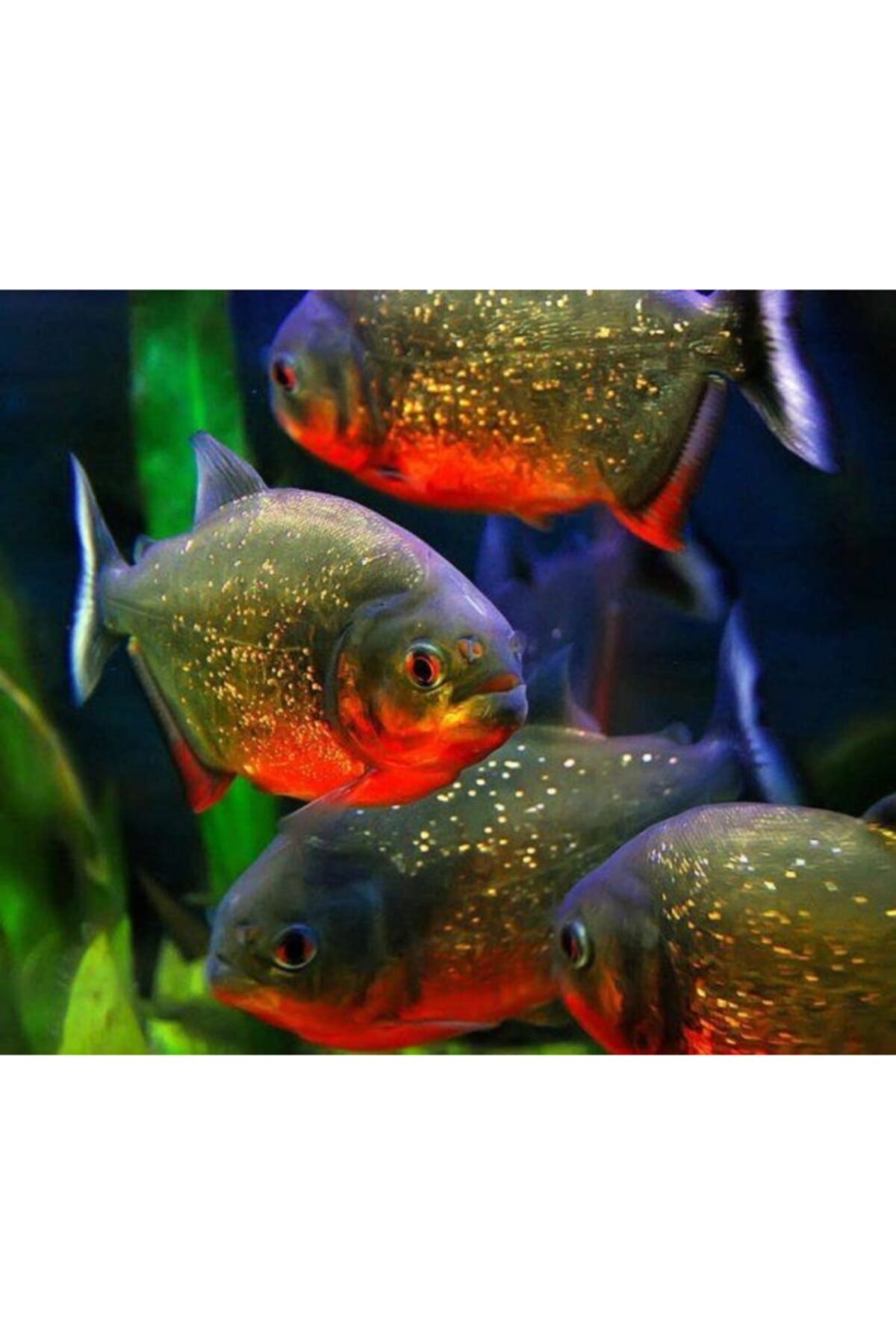 ozelbalikyemipaketleri Tropheus Red Belly Özel Balık Yem Paketi 300gr (6x50gr)