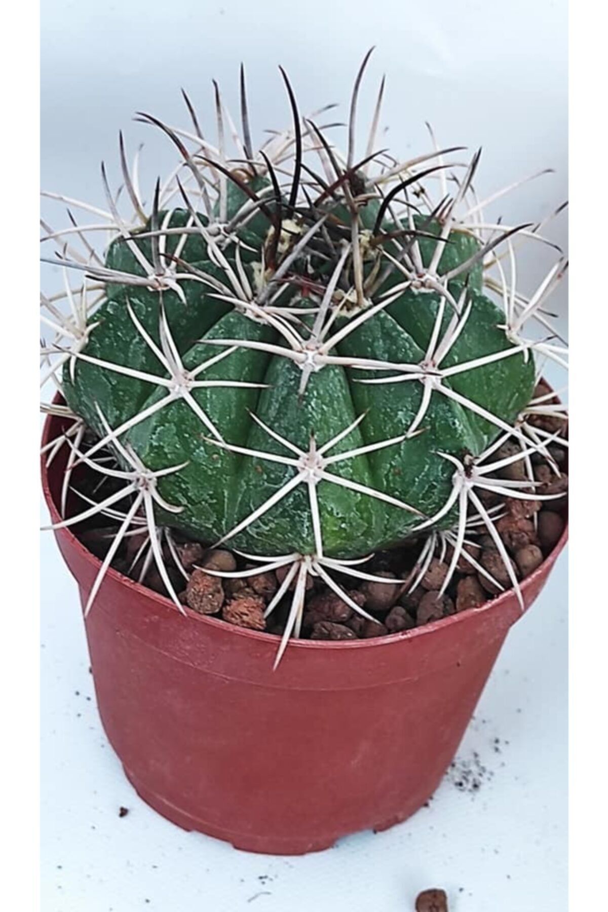 Pagoda Melocactus Matanzanus, Kaktüs, 8.5 Cm Saksı (7/b-54)