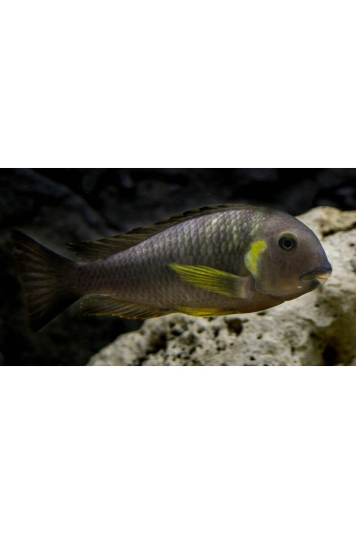 ozelbalikyemipaketleri Tropheus Brichardi Canary Cheek Özel Balık Yem Paketi 600gr (6x100gr)