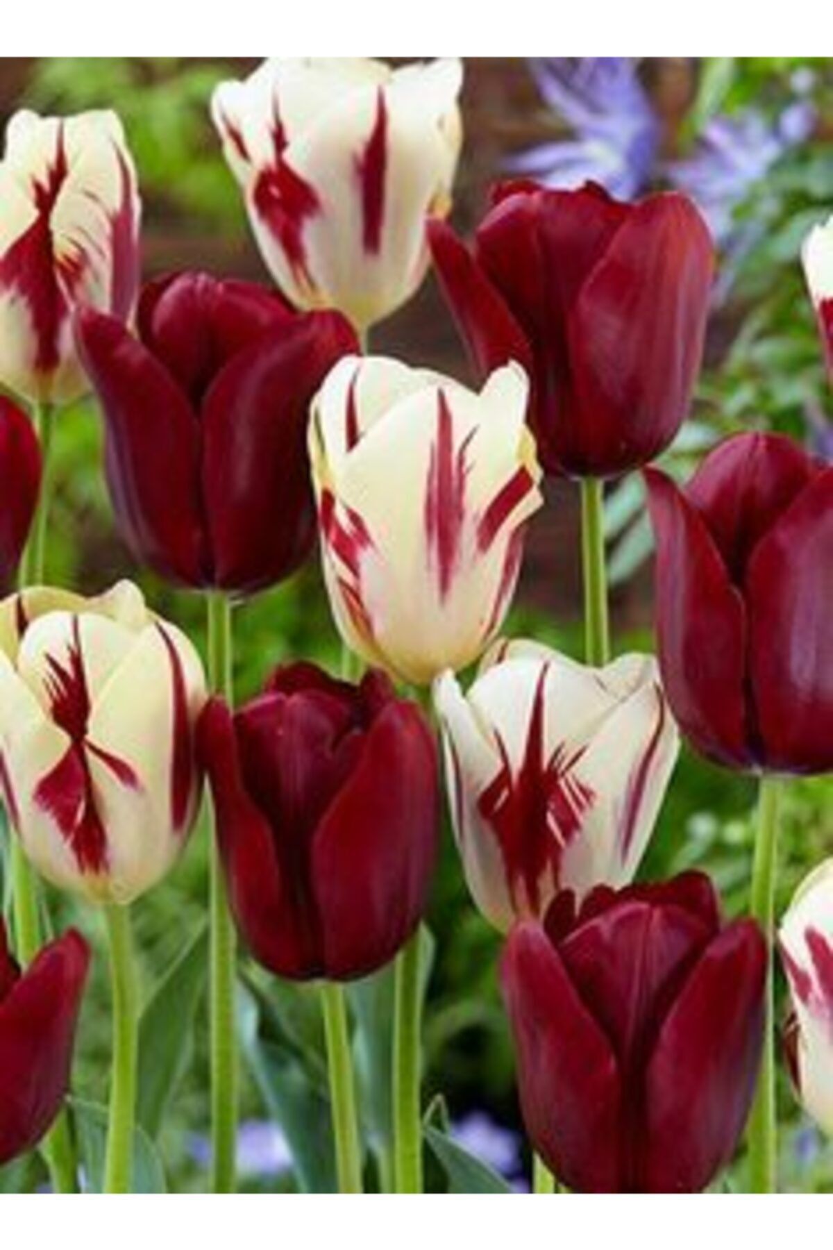 GARDENYA TOHUMCULUK 5 Adet Bordo Alaca Lale Çiçek Soğanı