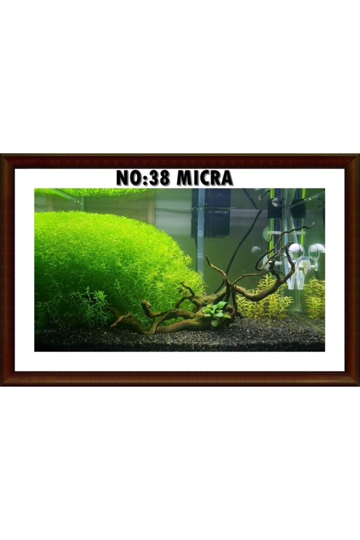 Antvaryum Micra 1 Bağ Akvaryum Bitkisi
