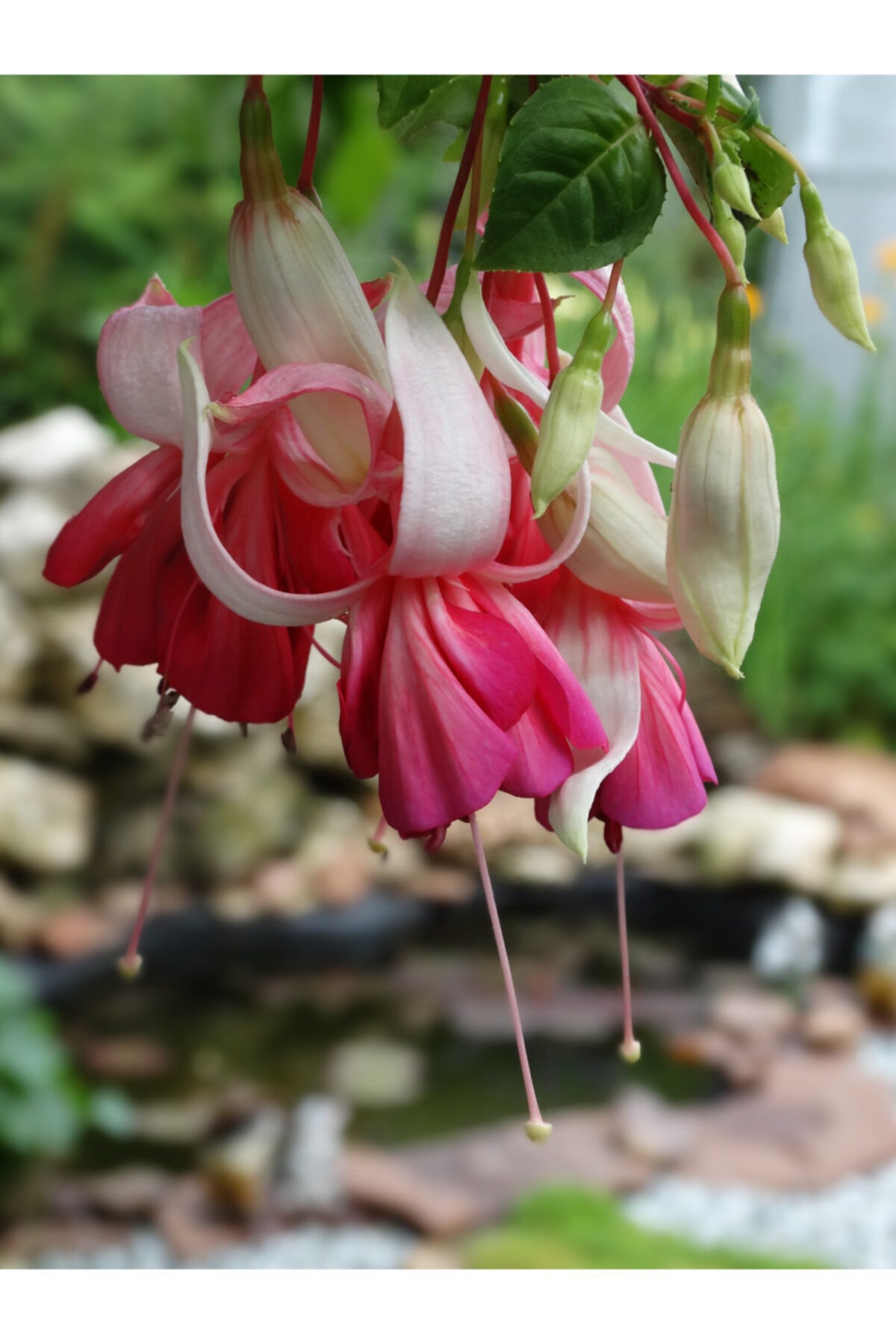 ruzgarbotanik Küpe Çiçeği Beyaz Katmerli Lila Blue Angel