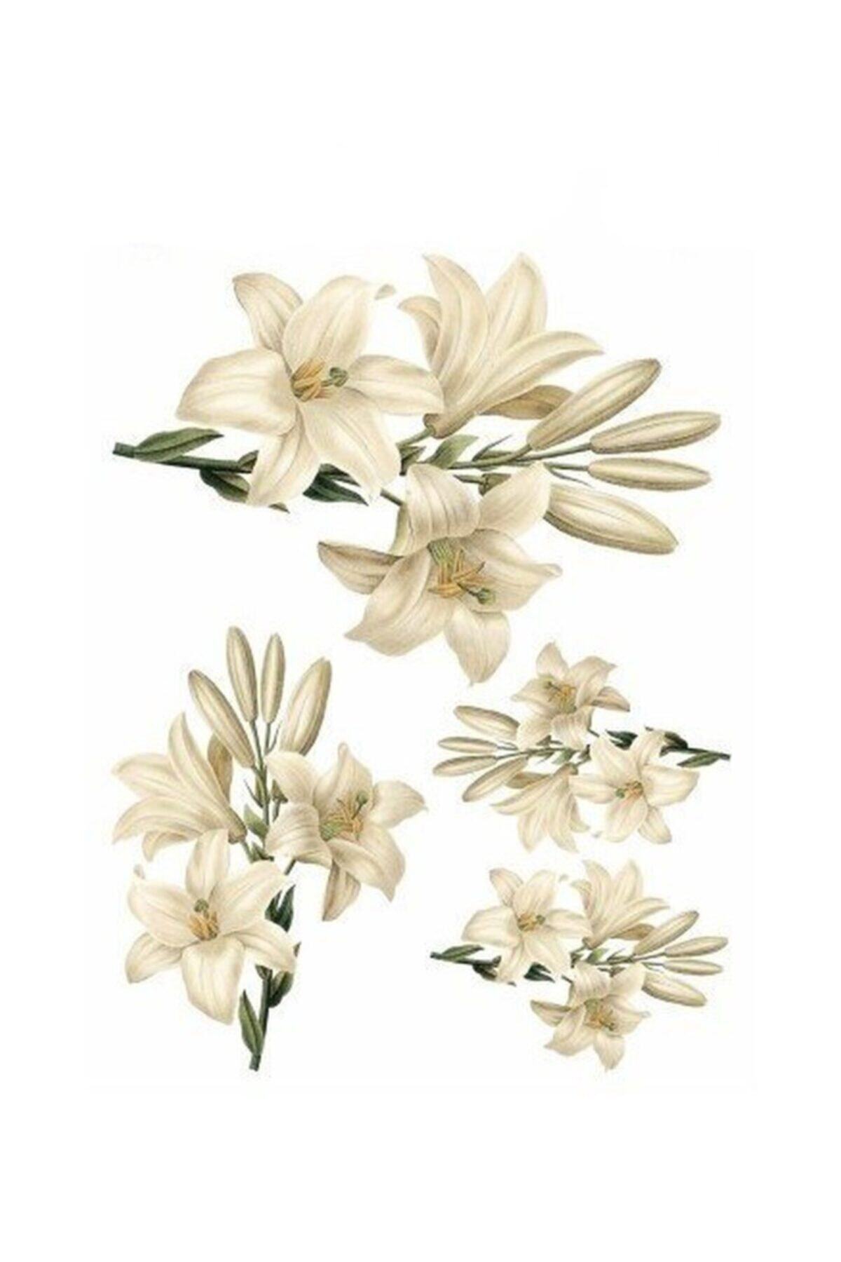 Artikel Sulu Transfer Stf-257 25x35 Cm