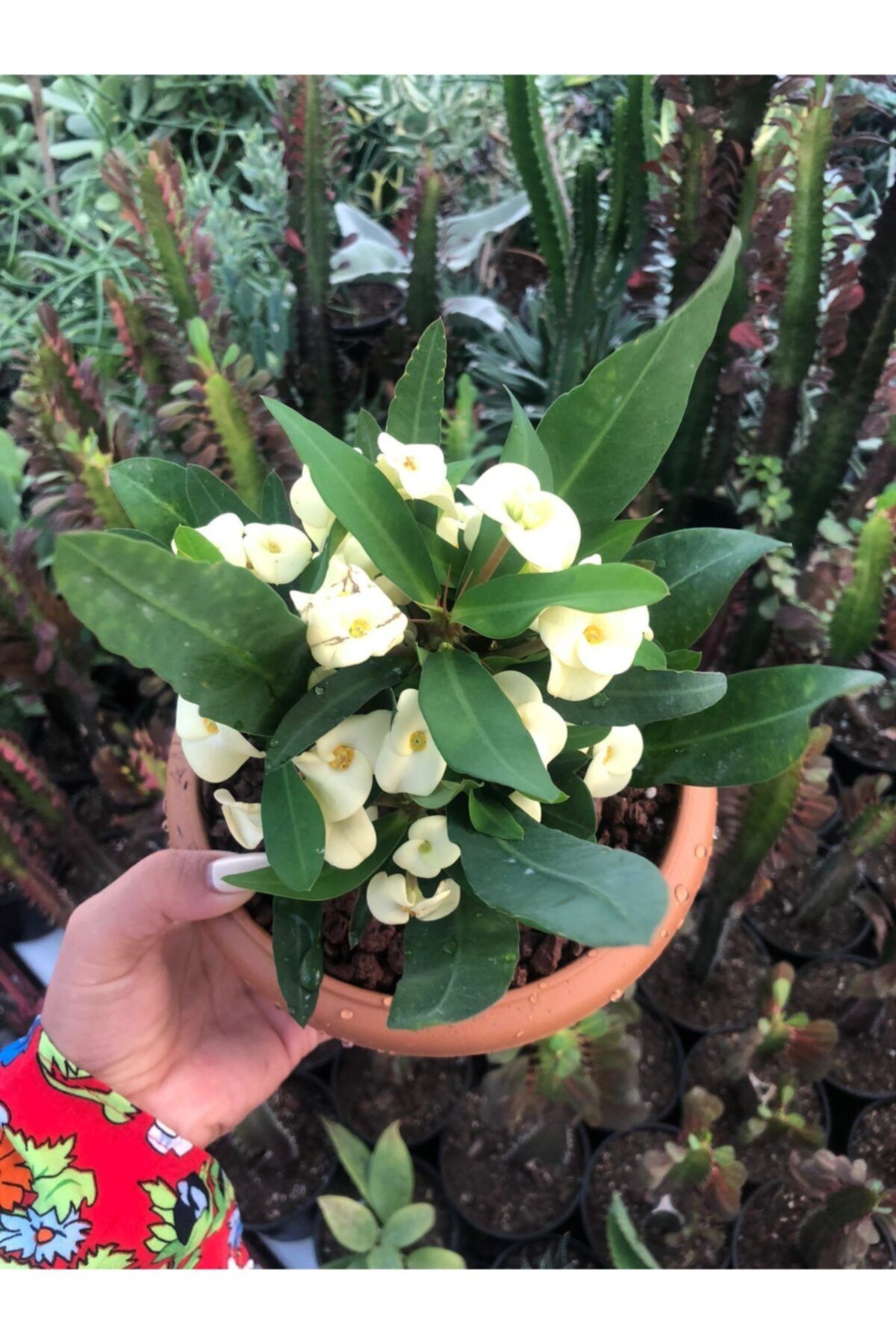 ünal kaktüs Euphorbia Milii 18cm Sarı
