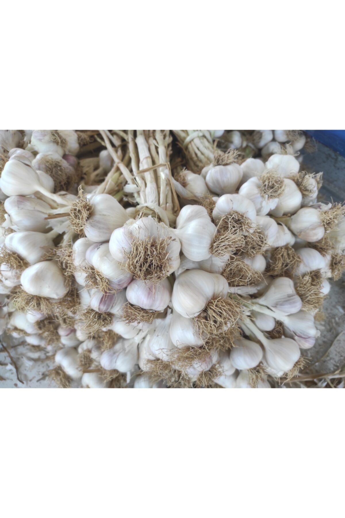Kargı Yöresel Ürün Pazarı Taşköprü Sarımsağı-(1 Kg)