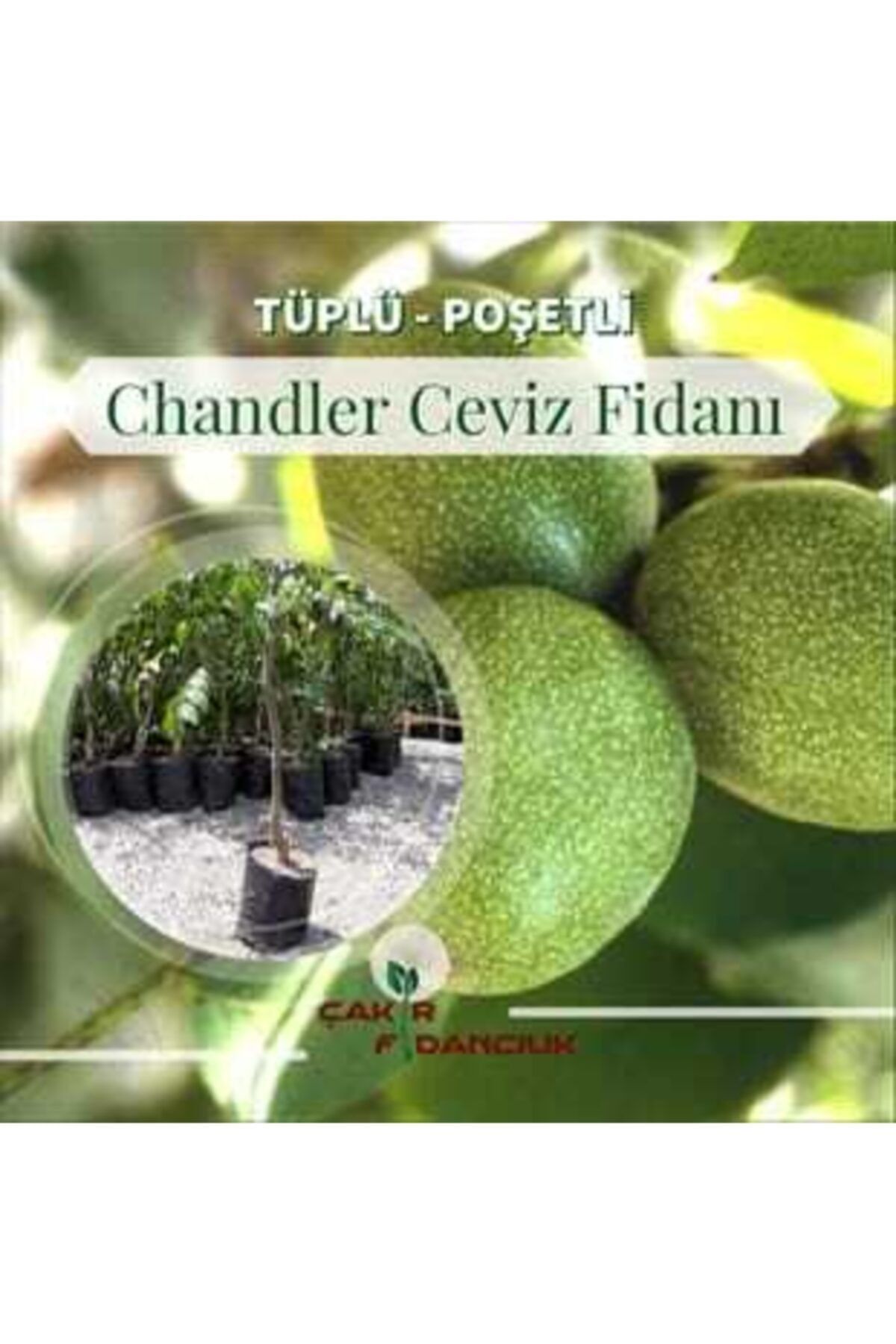 ÇAKIR FİDANCILIK 3 Yaş Sertifikalı-chandler Ceviz Fidanı(İNCE KABUKLU-SALKIM CEVİZ)