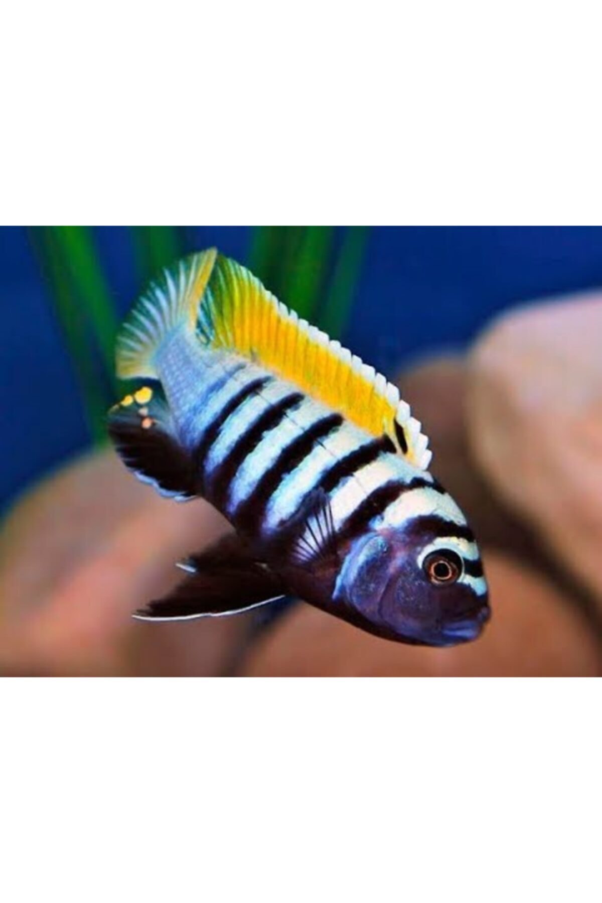 ozelbalikyemipaketleri Tropheus Zebroides Jalo Reef Özel Balık Yem Paketi 700gr (7x100gr)
