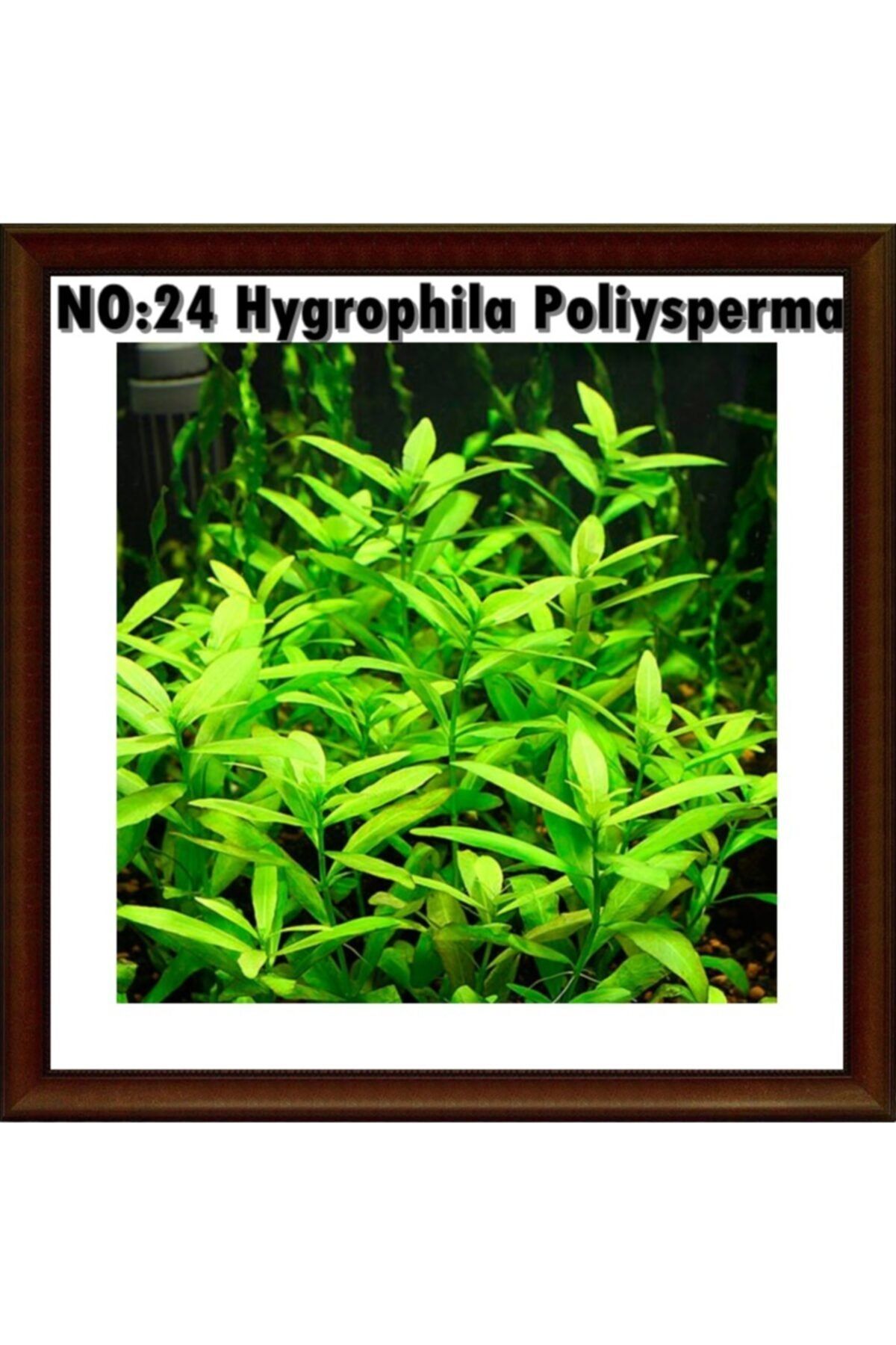Antvaryum Hygrophila Poliysperma 1 Bağ Akvaryum Bitkisi