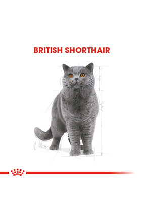 British Shorthair Adult Yetişkin Kedi Maması 400 Gr Image 5