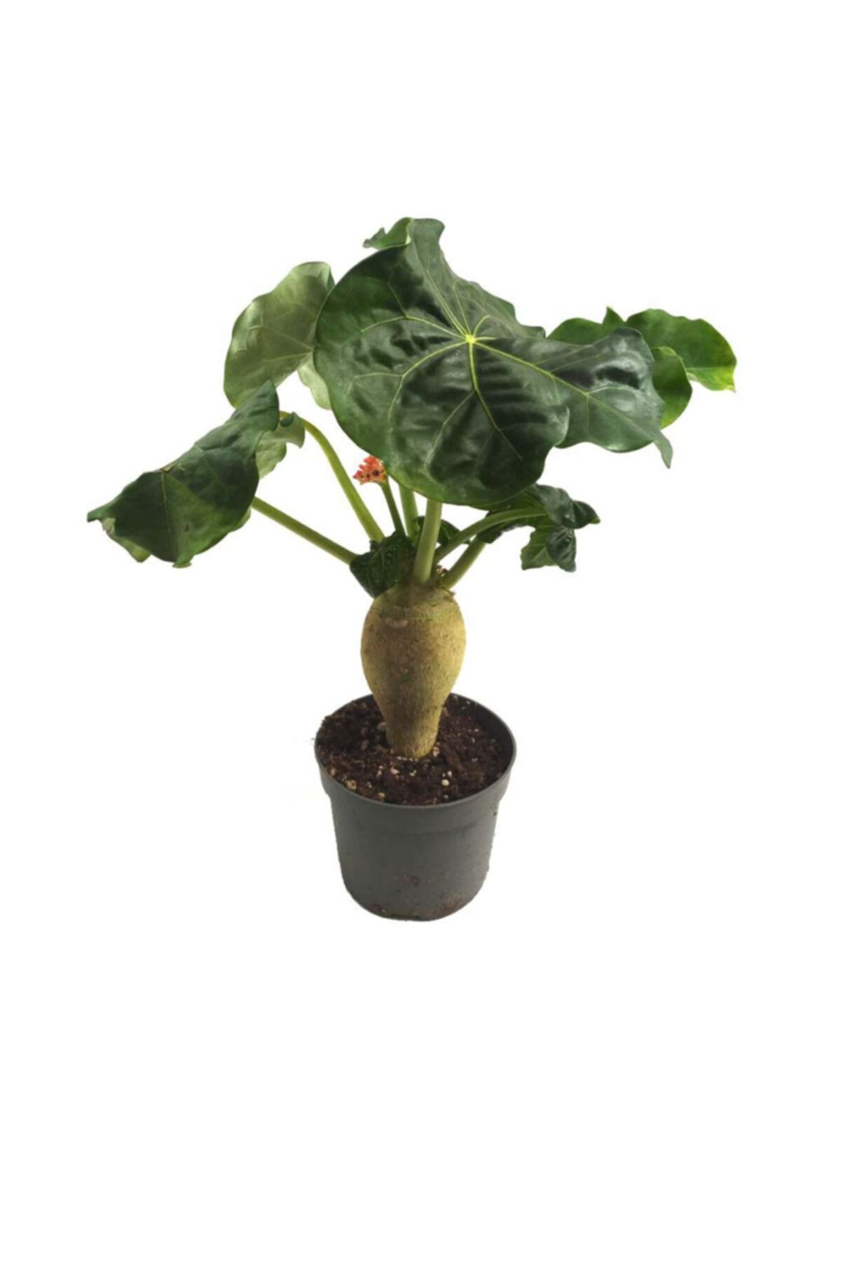 Palmiye Jatropha Podagrica (13 Cm Saksıda)