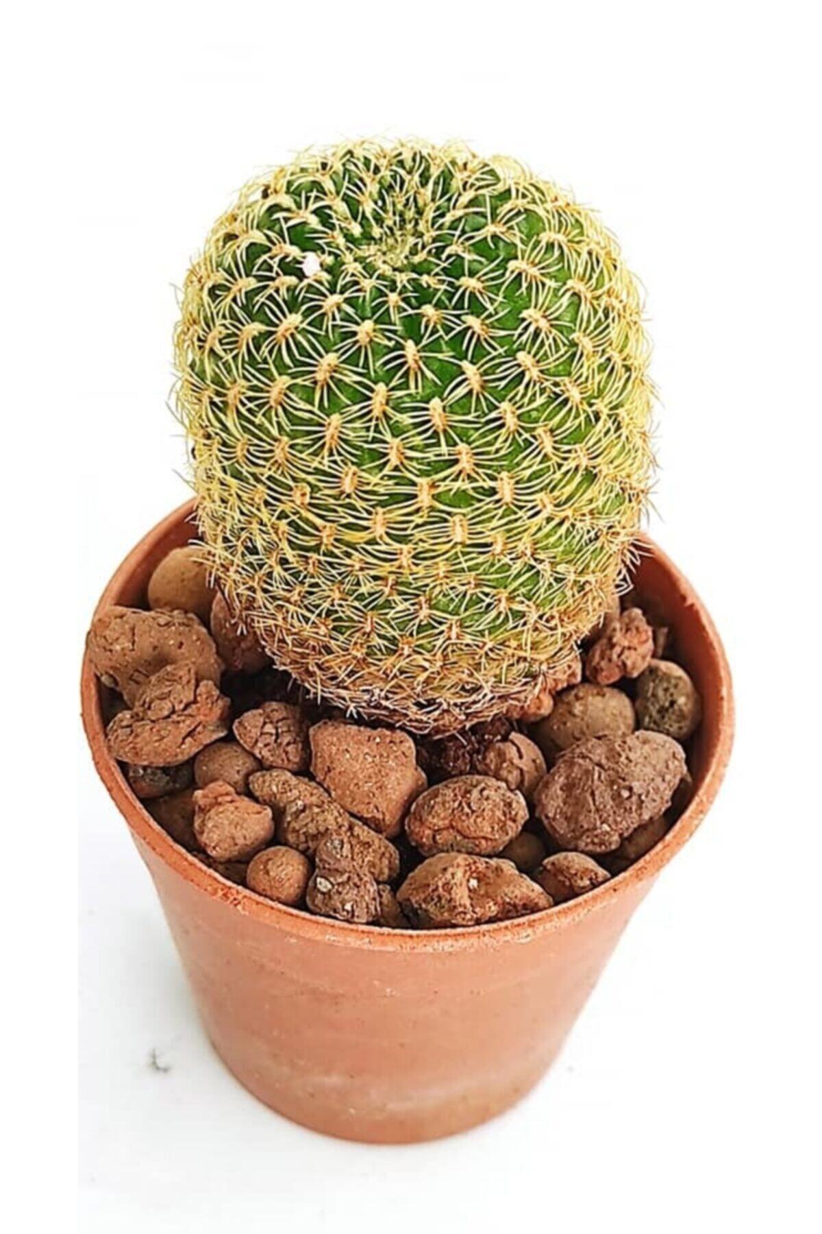 Pagoda (19-c/e258), Kaktüs, Gymno, Rebutia, Vb. 5.5 Luk Saksı 5 Li Set