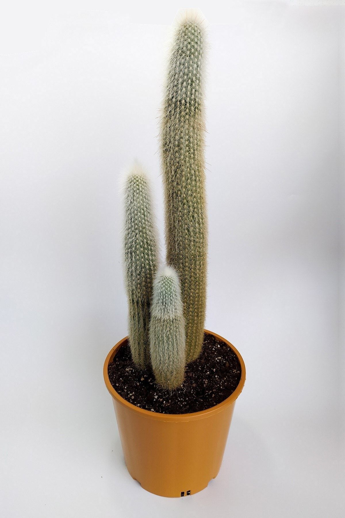 Toptan Kaktüs Micranthocereus Albicephalus 20 Cm Saksıda Nadide Tür Tekli Özel Kaktüs