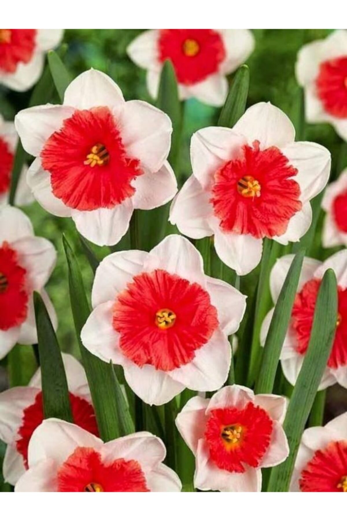 GARDENYA TOHUMCULUK 6 Adet Katmerli Nar Çiçeği Renkli Nergis Çiçek Soğanı