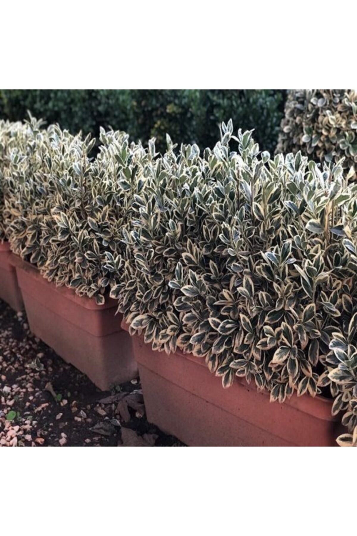 ruzgarbotanik Gümüş Taflan Çiçeği Fidanı Saksılı 40 Cm 60 Cm