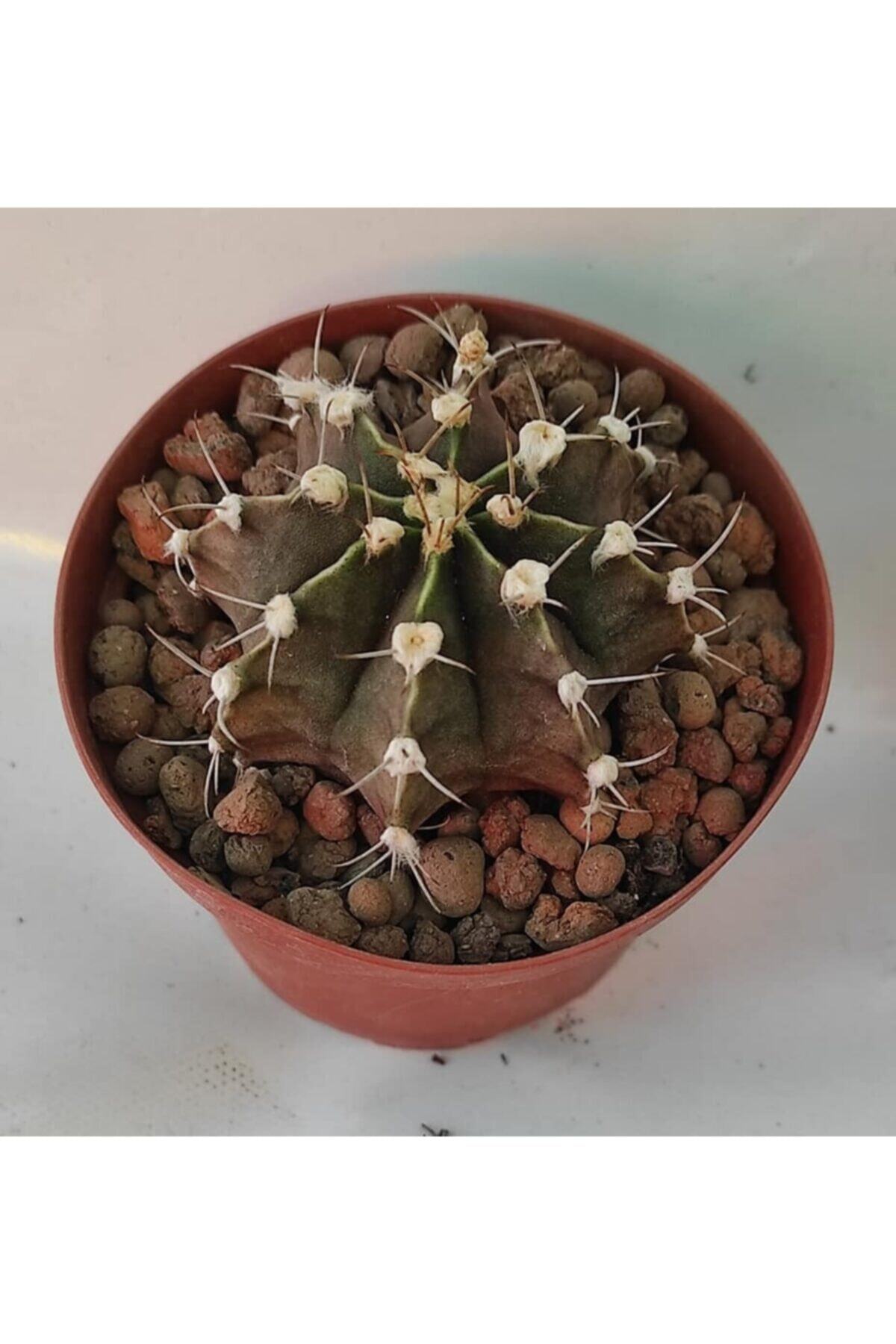 Pagoda Gymnocalycium Mihanovichii, 8.5 Cm Saksı (20d/65) Kaktüs