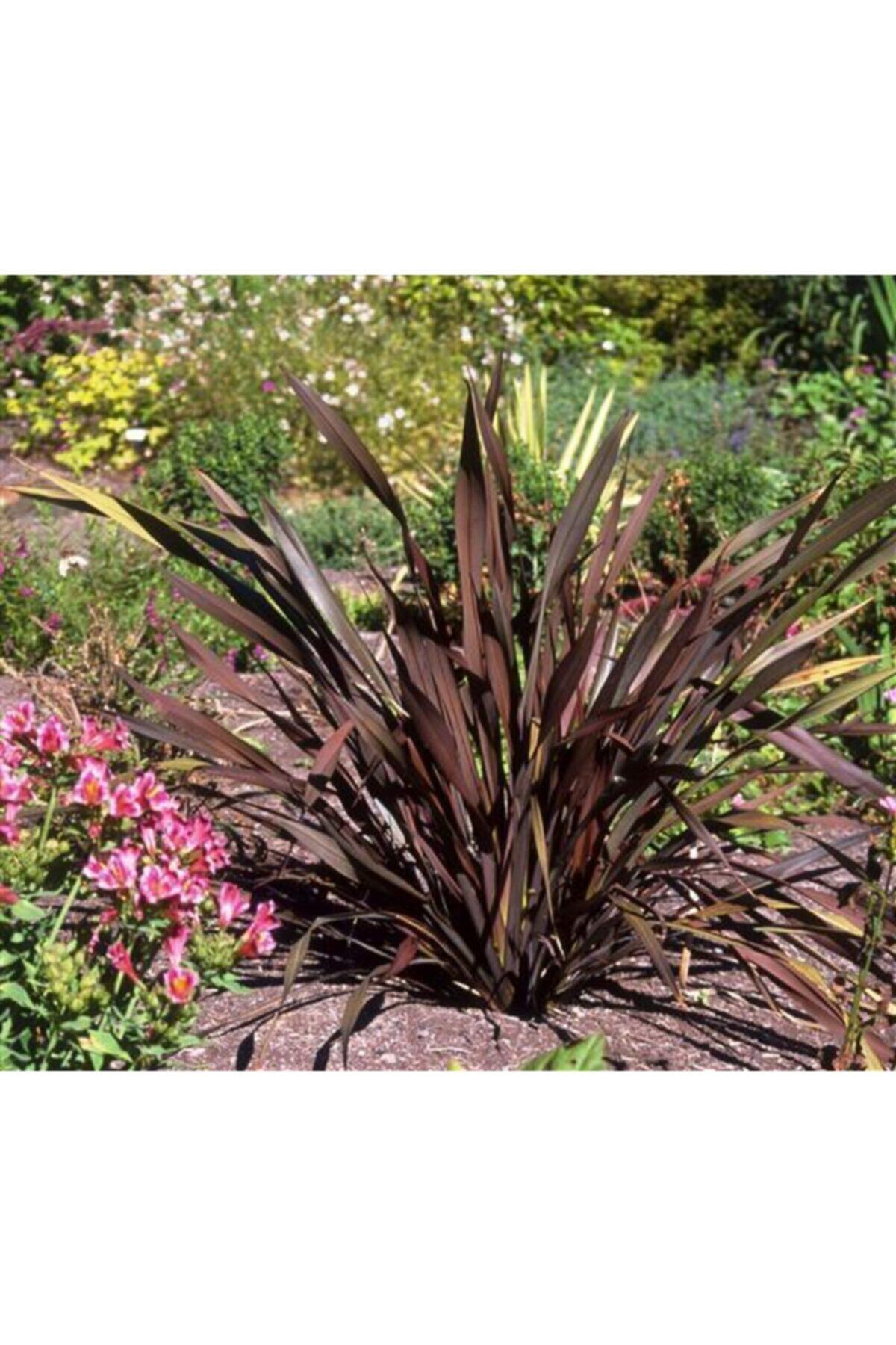 ruzgarbotanik Kırmızı Phormium Çiçeği Forminyum Fidanı Saksılı 40 Cm 60 Cm