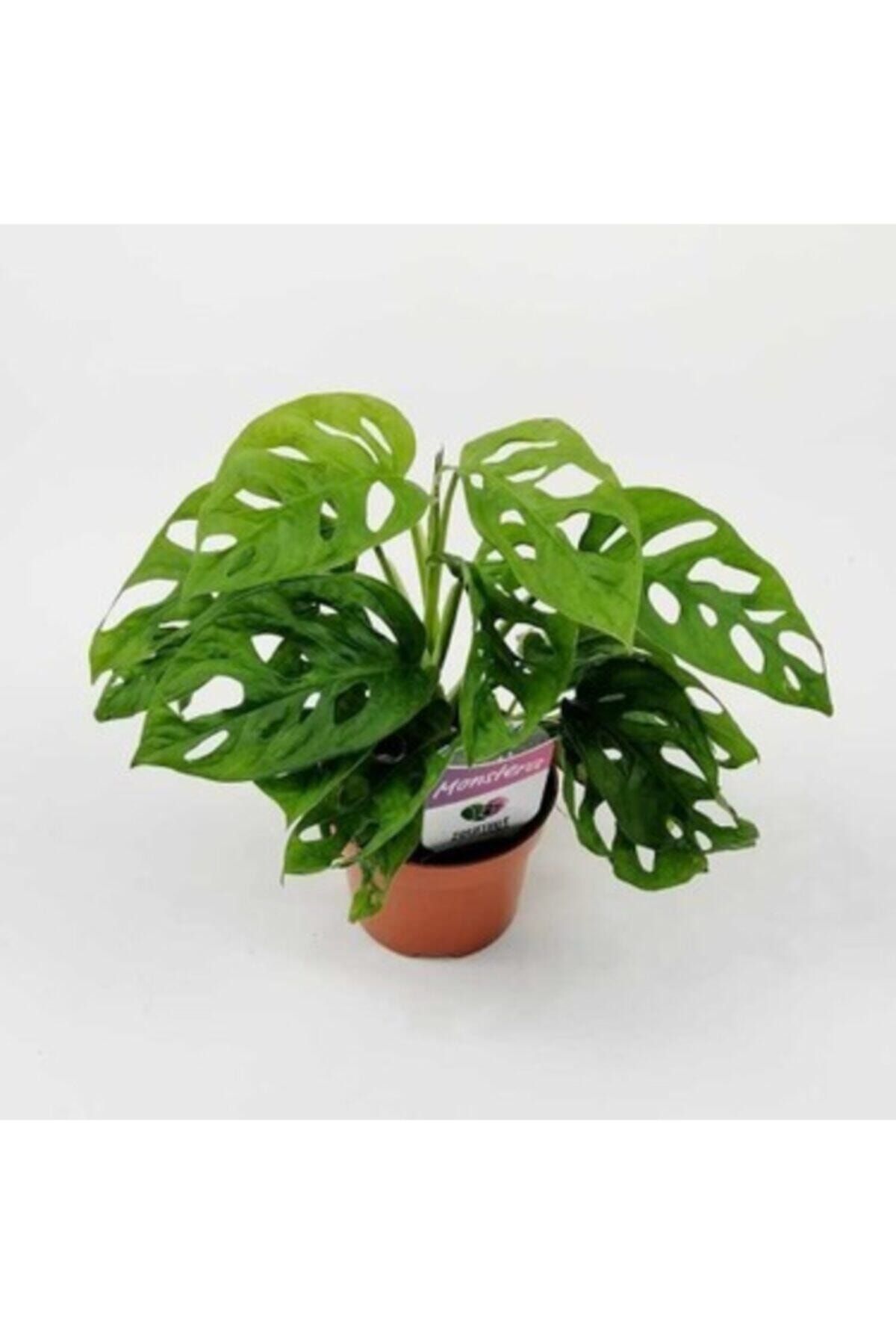 Berceste Peyzaj tasarım Monstera Adansonii-monkey 40cm