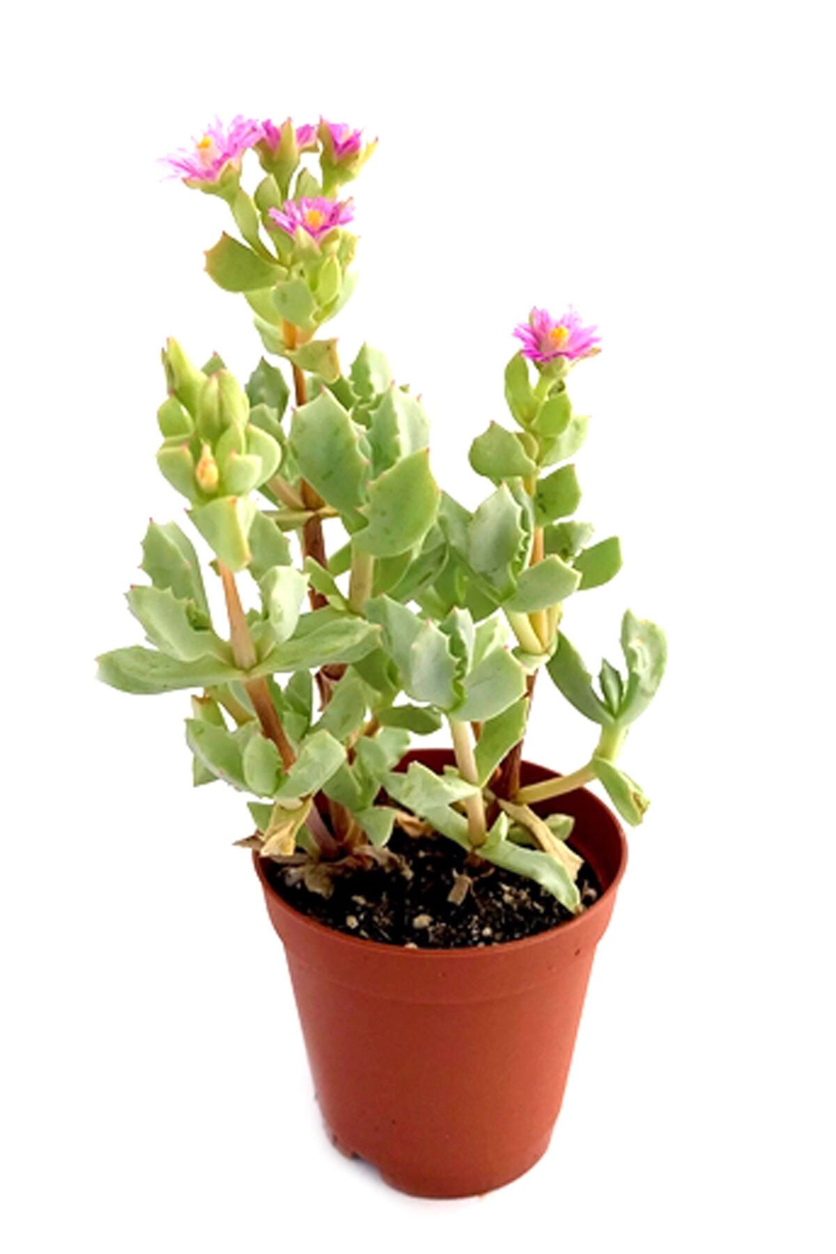 Arts Gardens Oscularia Deltoides 5.5 Cm Saksıda