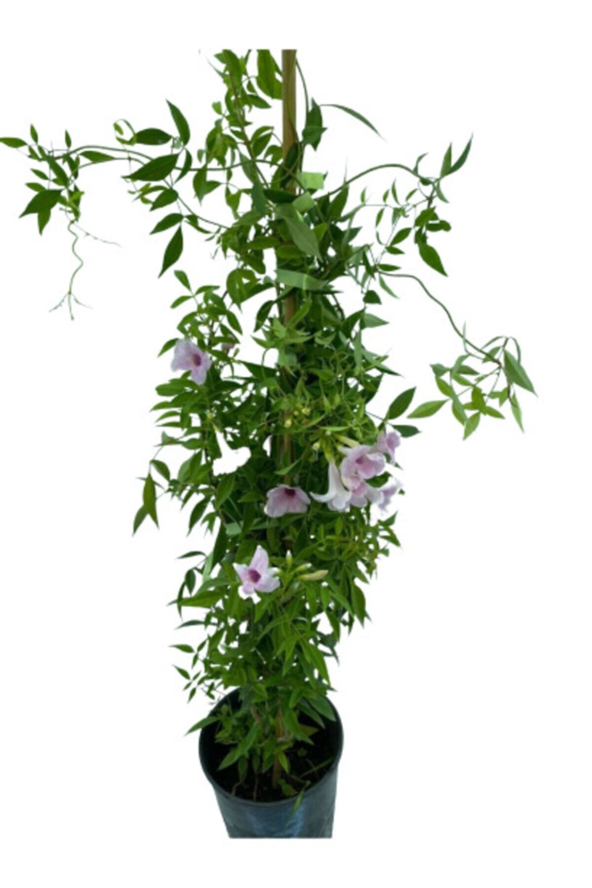 SERVET GARDEN Pandora Yasemini (50-60cm)