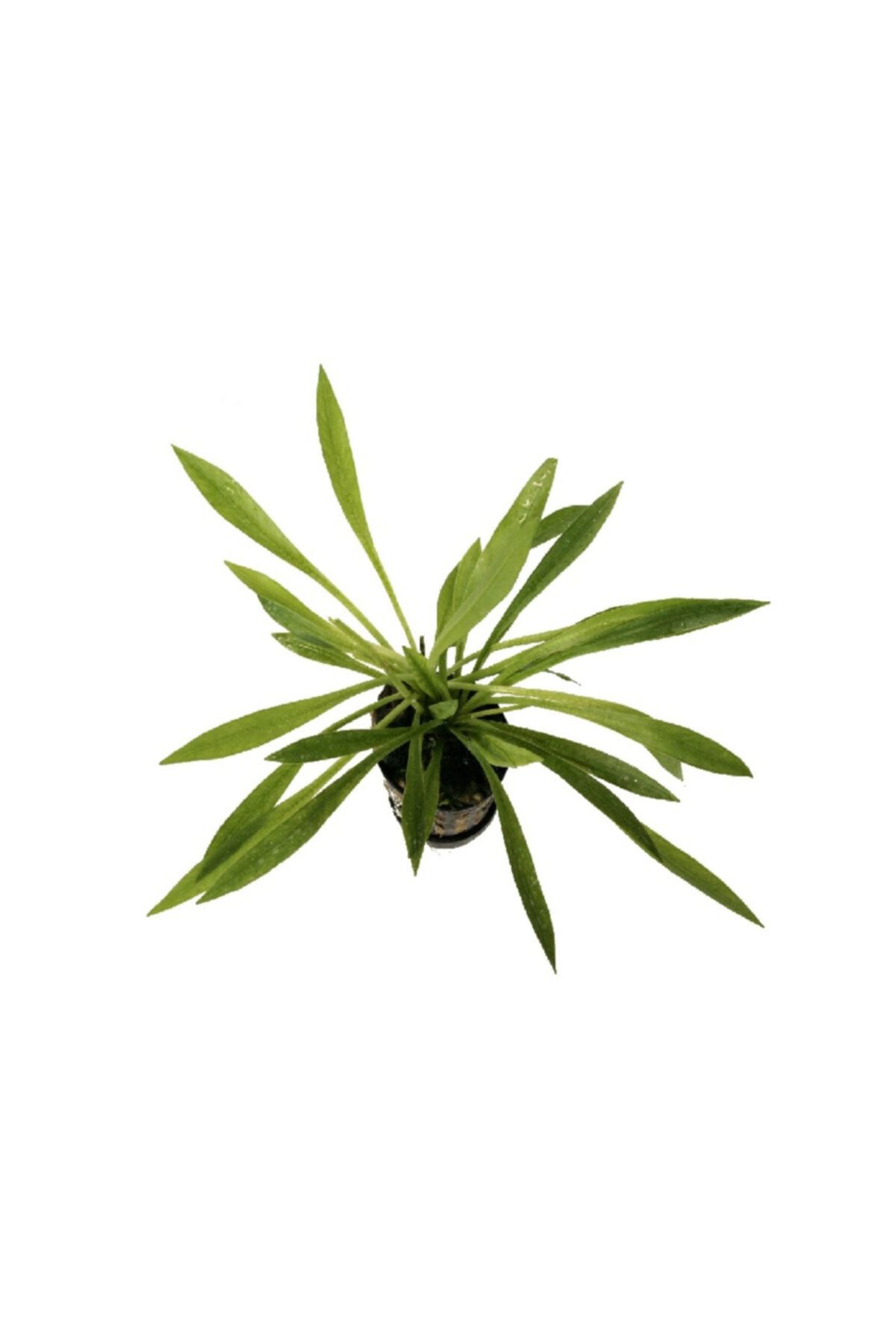 Derindere Aquatics Akvaryum Canlı Bitki Echinodorus Latifolius 1 Bağ 8-10 Yaprak