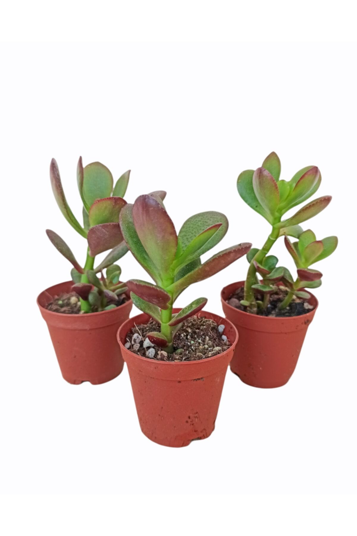 PlantGaraj 3 Adet Sukulent Para Çiçeği Crassula Ovata Kökleri Olgunlaşmış Canlı Sukulent Bitkisi