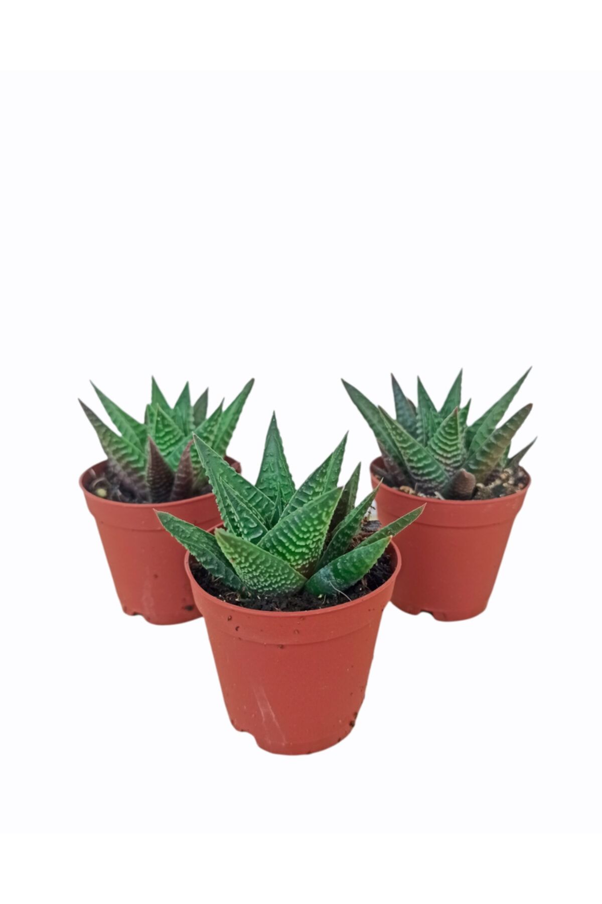 PlantGaraj 3 Adet Sukulent Haworthia Limifolia Yeşil Kökleri Olgunlaşmış Canlı Sukulent Bitkisi