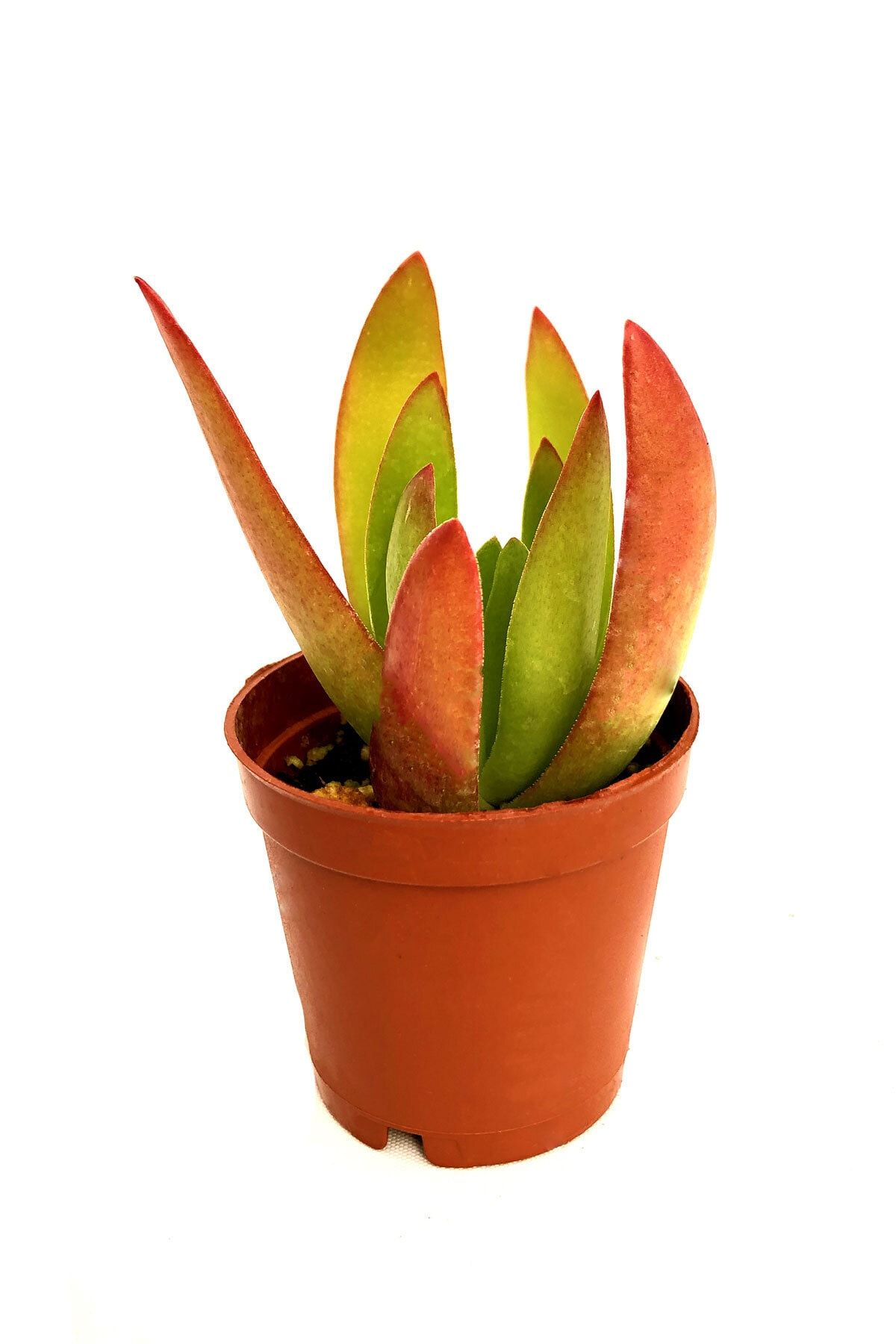 Arts Gardens Crassula Capitella Campfire 5.5 Cm Saksıda
