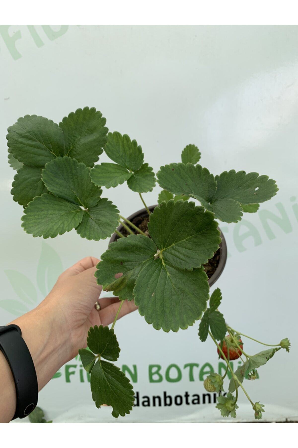 Fidan Botanik Yediveren Çilek