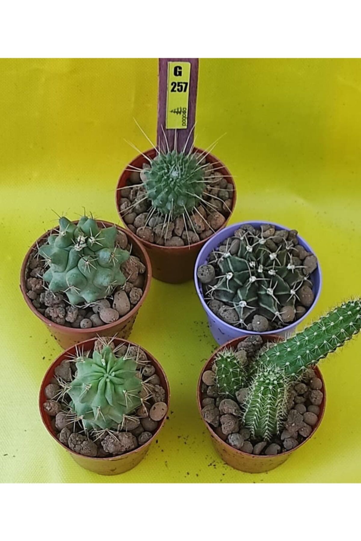 Pagoda Kaktüs Seti, 5 Adet 5.5 Cm Saksıda, Kaktüs (20b/g257)